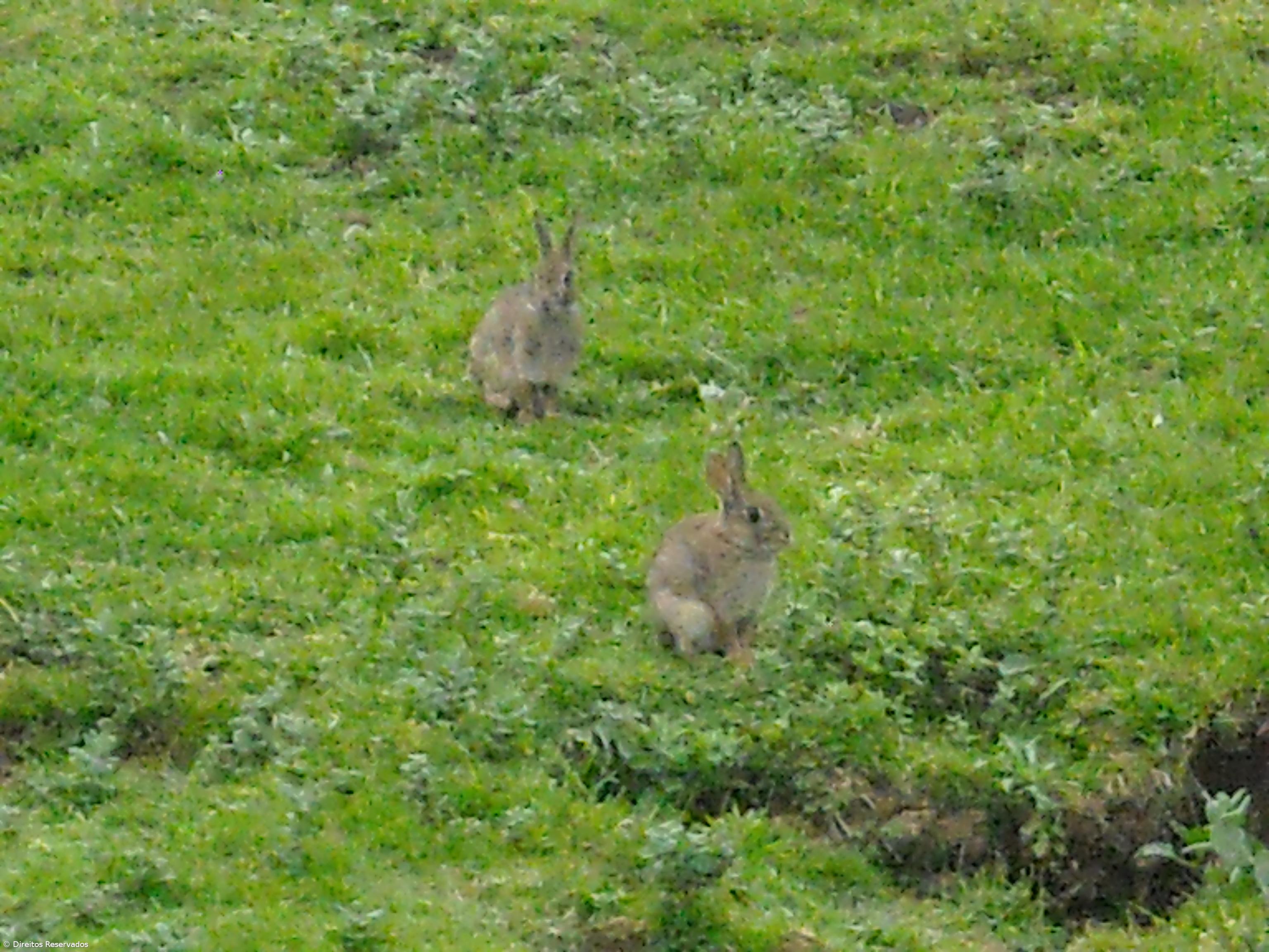 Seis ilhas com evolução positiva na população de coelhos-bravos – Imagem 1
