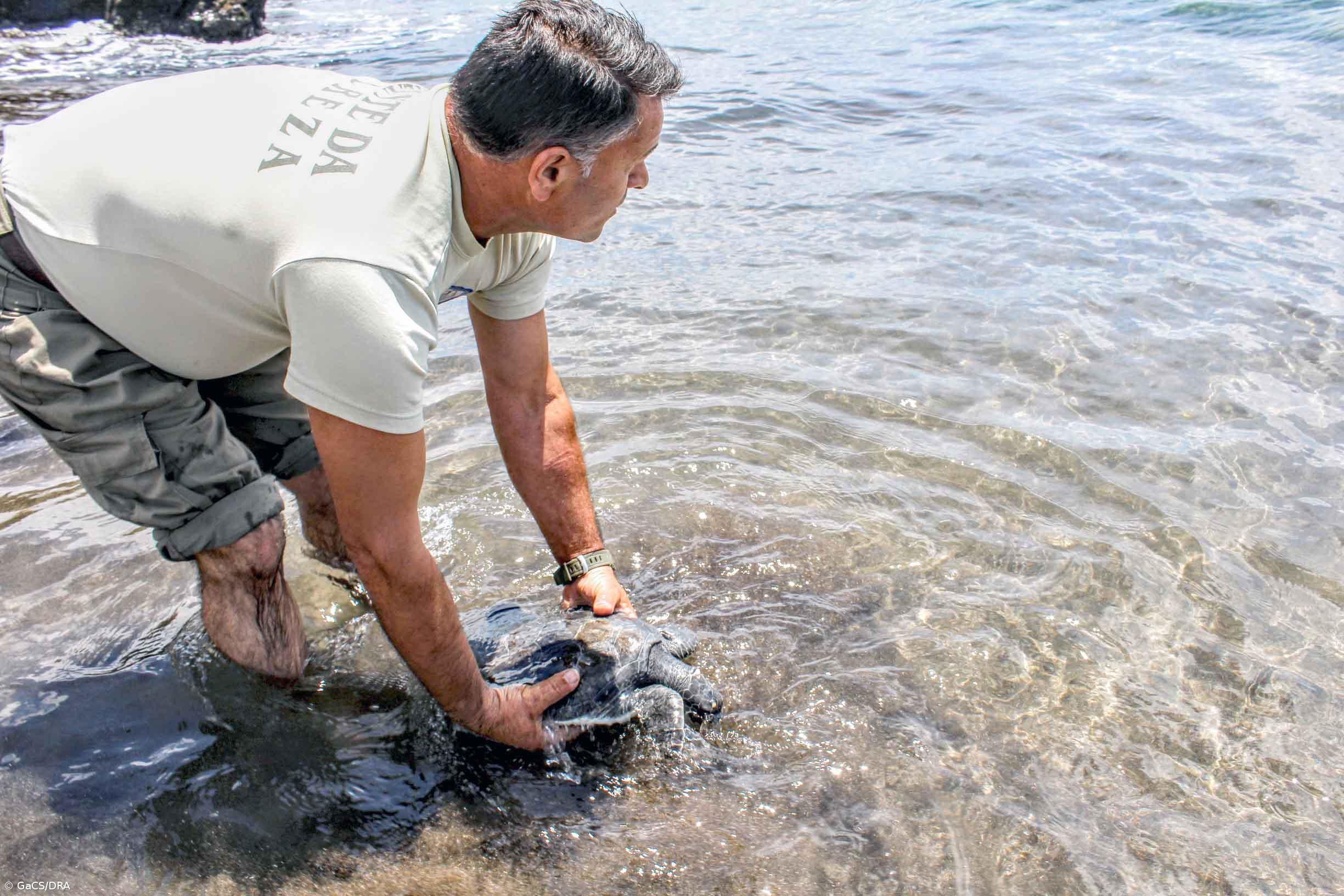Vigilantes da natureza resgatam tartaruga-boba – Imagem 1
