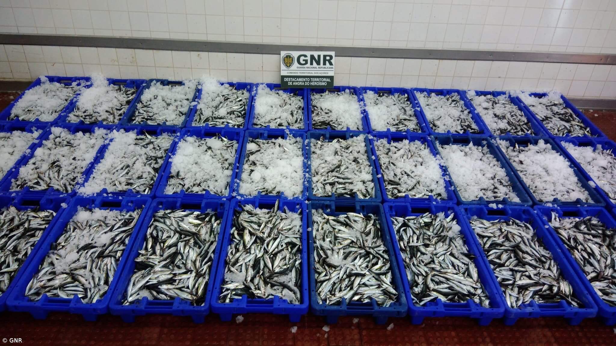 Apreendidos em São Miguel mais de 300 quilos de chicharro capturados de forma ilícita  – Imagem 1