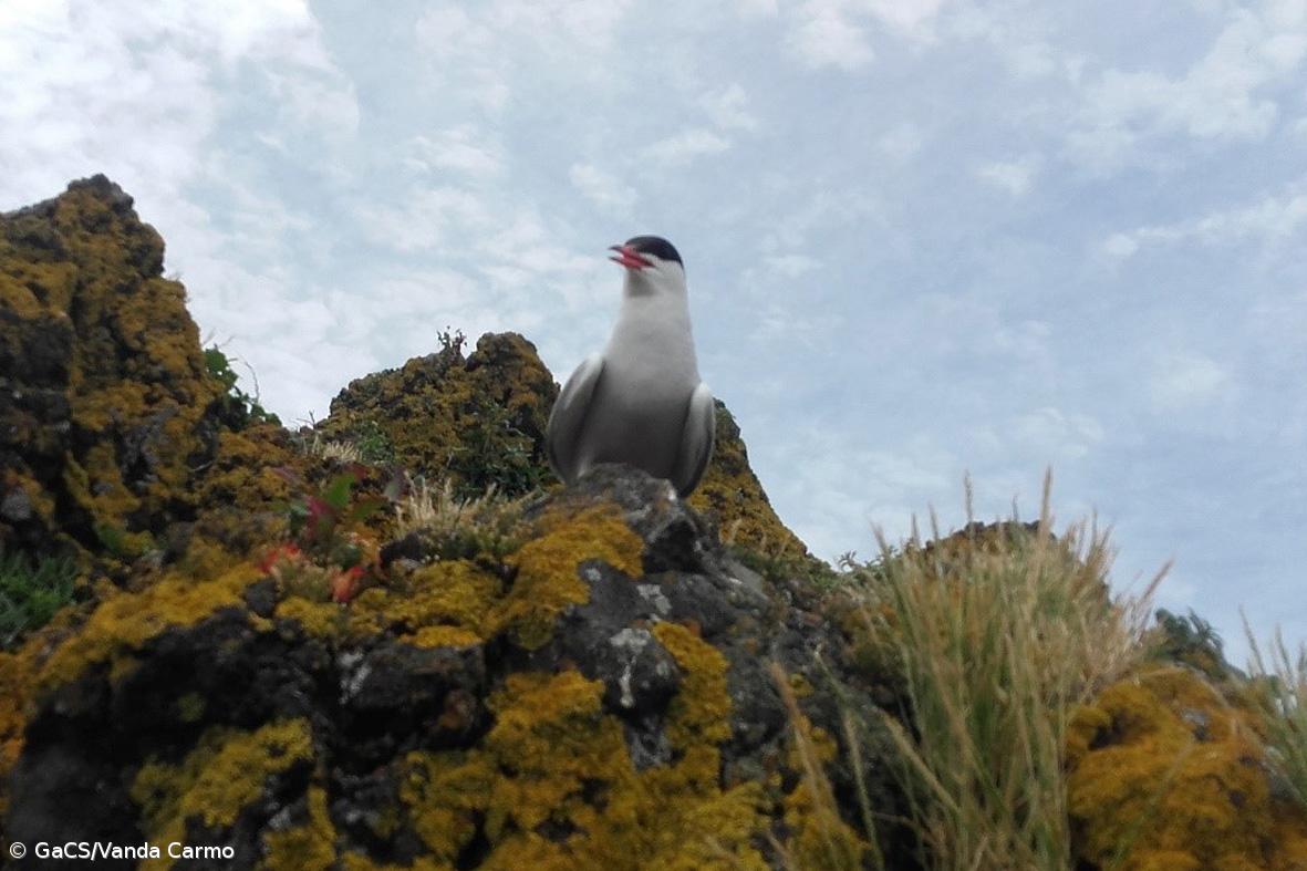 Censo revela que existem cerca de 10 mil garajaus no arquipélago – Imagem 1