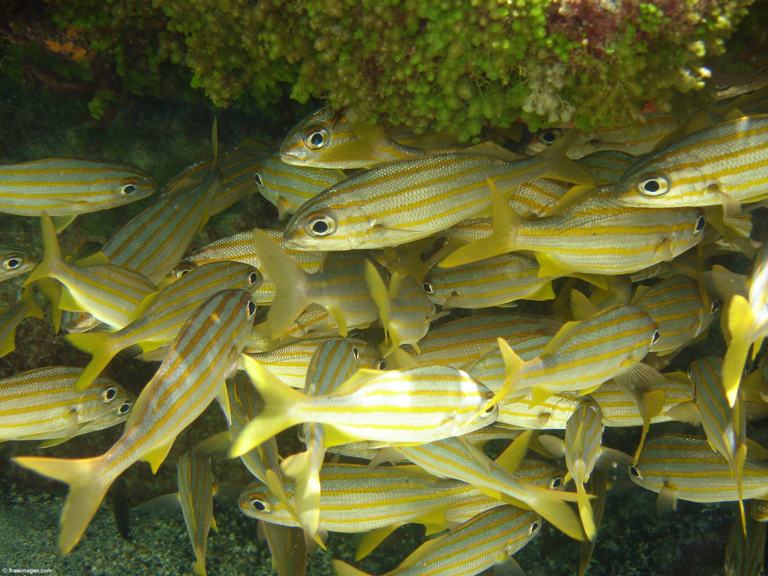 Ministros das Pescas da União Europeia reúnem-se na próxima semana – Imagem 1