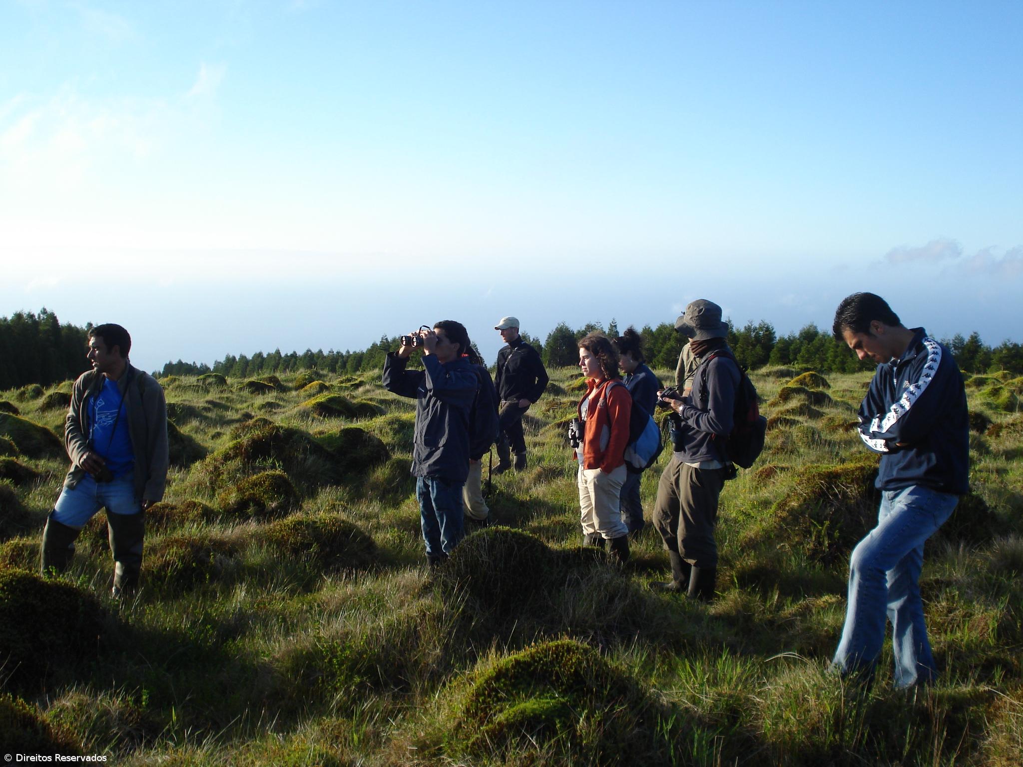 'BirdRace Açores' quer promover observação de aves no arquipélago – Imagem 1