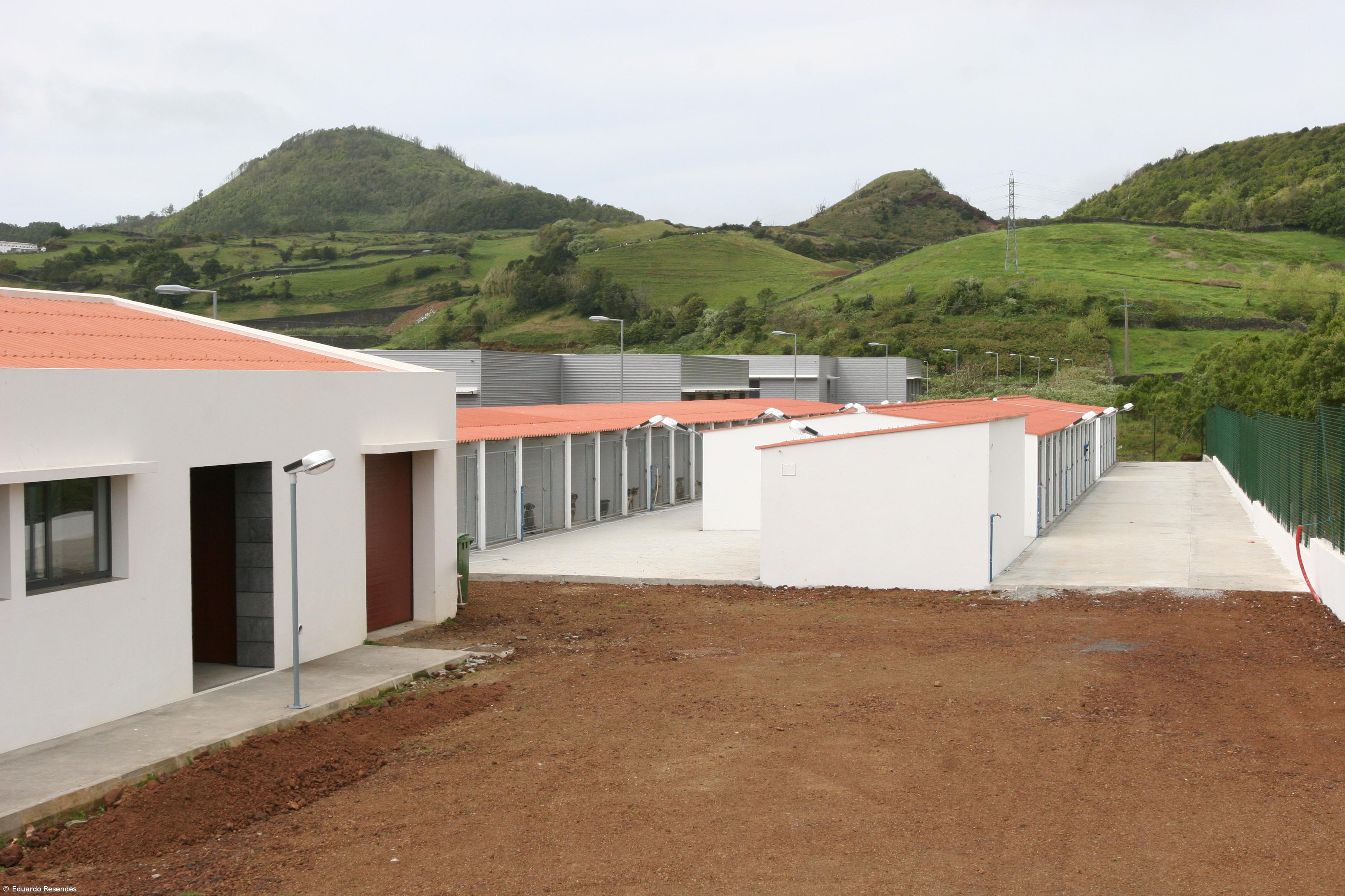  Canil de Ponta Delgada vai continuar  programa de esterilização gratuita de cadelas – Imagem 1