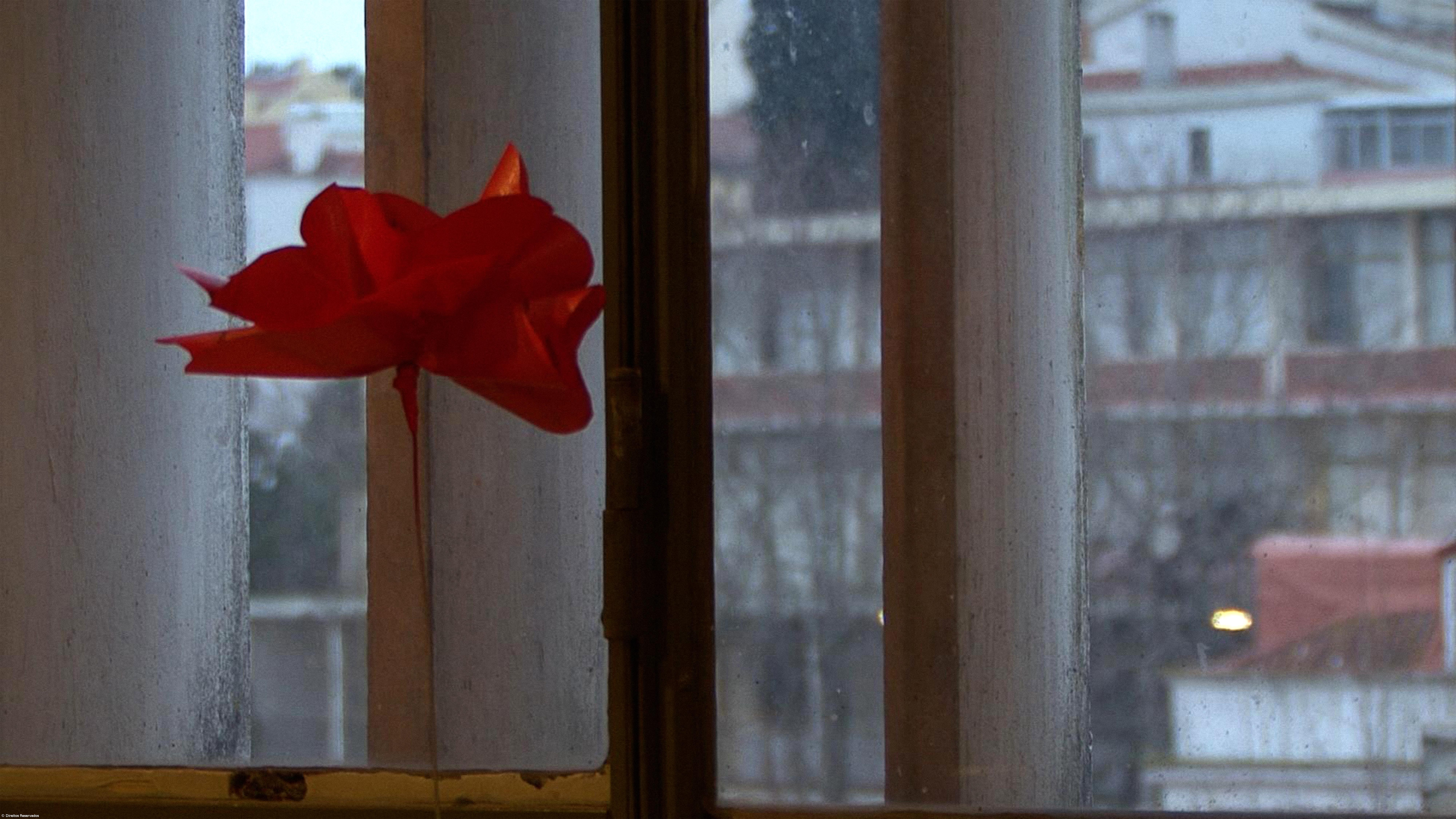 Teatro Micaelense exibe filme de Sofia Marques – Imagem 1