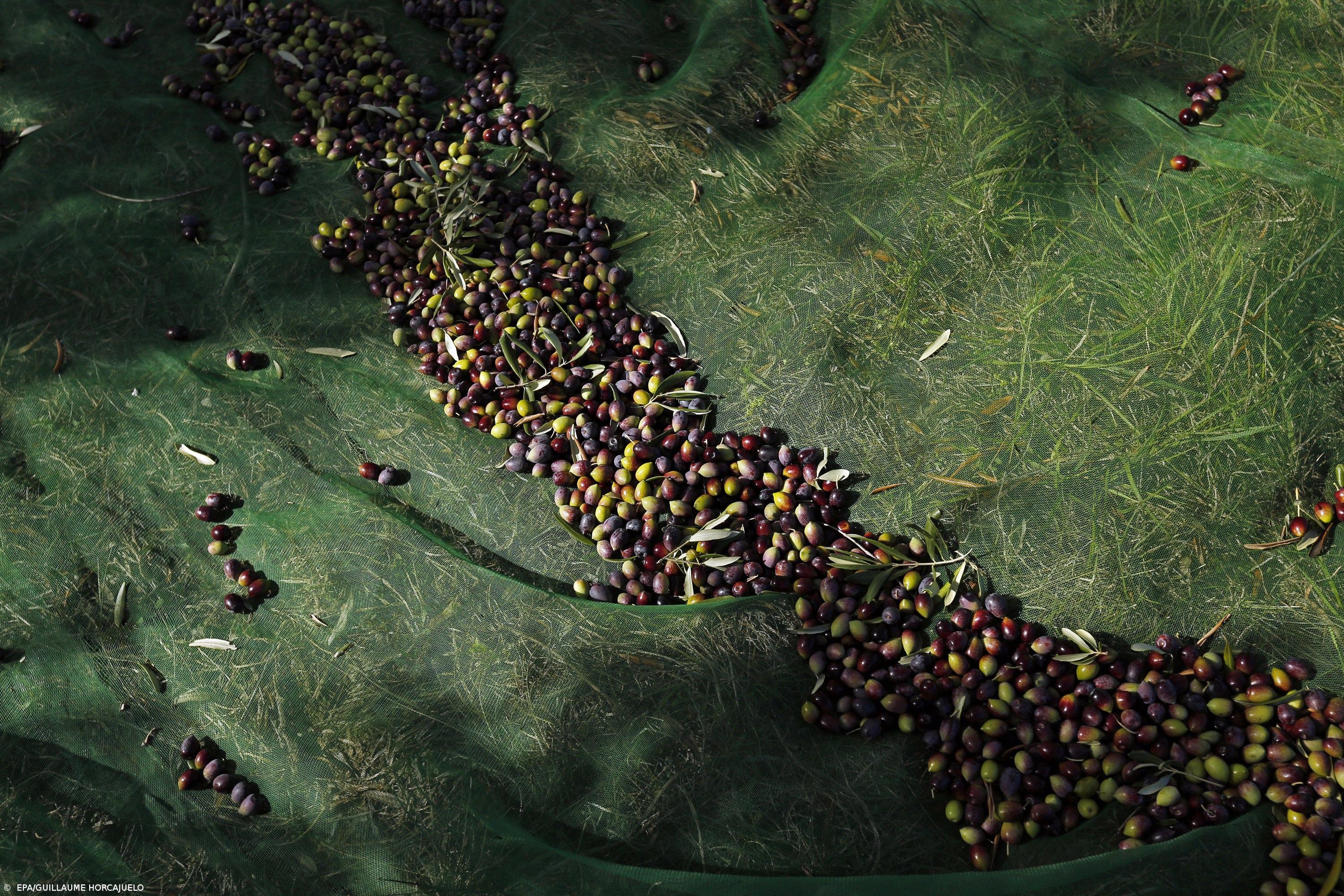 Seca, lítio e apanha noturna de azeitona na lista do pior do ambiente em 2019, diz Quercus – Imagem 1