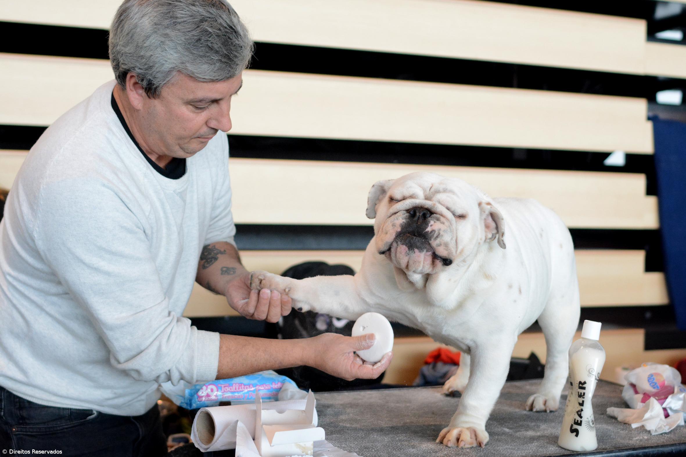  Ribeira Grande palco de duas exposições caninas no fim de semana  – Imagem 1