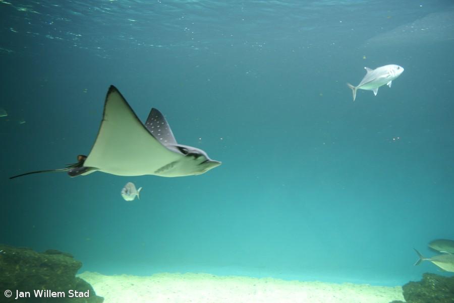 Proteger a biodiversidade já não chega, é preciso restaurar, defendem ambientalistas – Imagem 1
