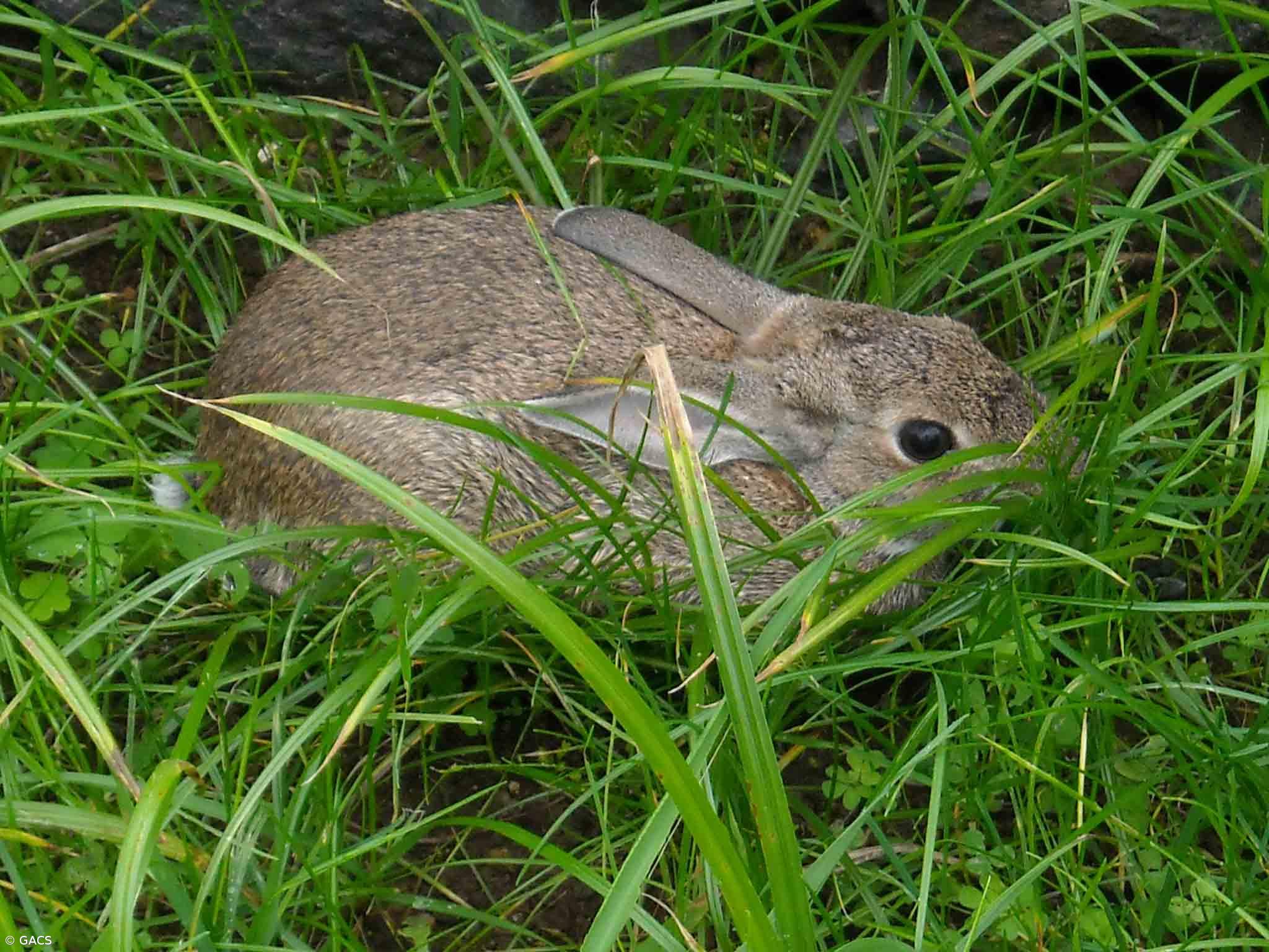 Governo Regional apela à colaboração dos caçadores para recolha de amostras de coelho-bravo – Imagem 1