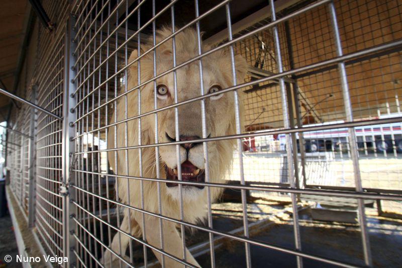 Proibição de utilização de animais nos circos vai ser debatida no parlamento – Imagem 1