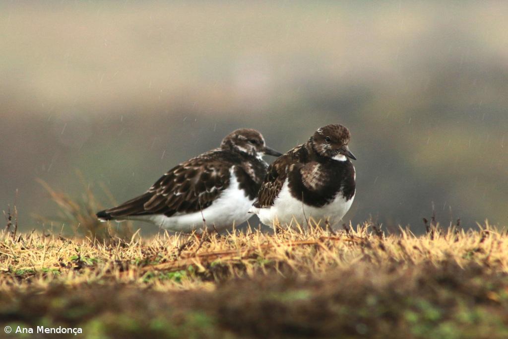 SPEA volta a contribuir para o Censo Nacional de Aves Costeiras Invernantes – Imagem 1