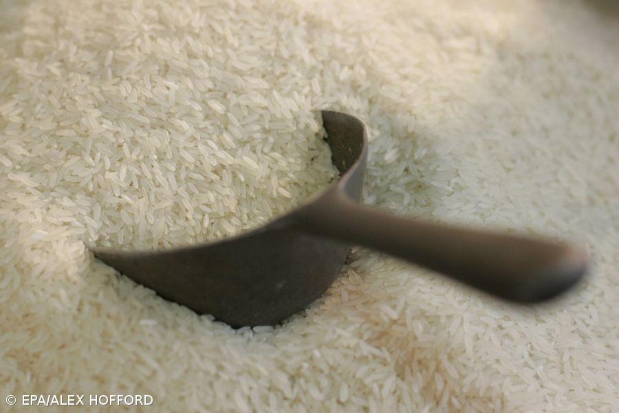 Produção de arroz no Mondego foi irregular por causa das condições climatéricas – Imagem 1