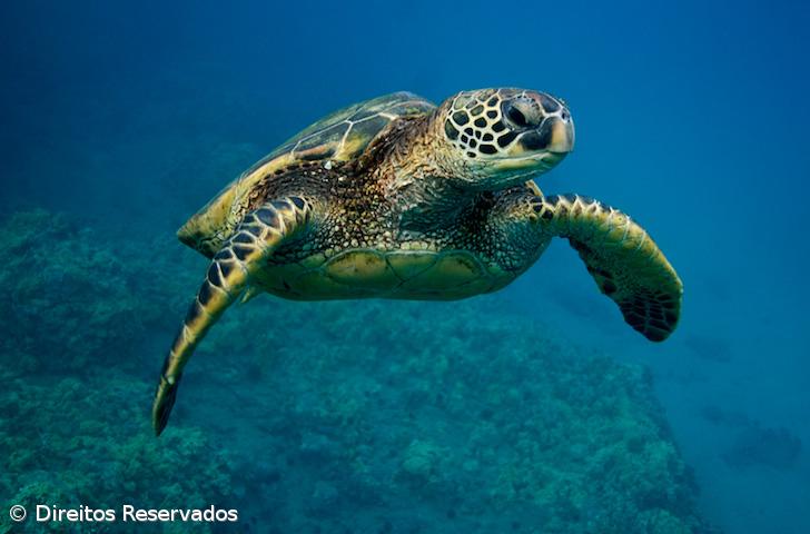Tartaruga-comum que esteve 20 anos em cativeiro está ao largo dos Açores – Imagem 1