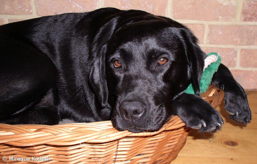 Projecto Pegada Positiva em bom ritmo – Imagem 1