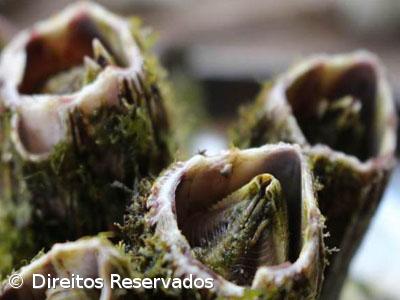 Licenças de apanhador de espécies marinhas nos Açores prolongadas por três meses – Imagem 1