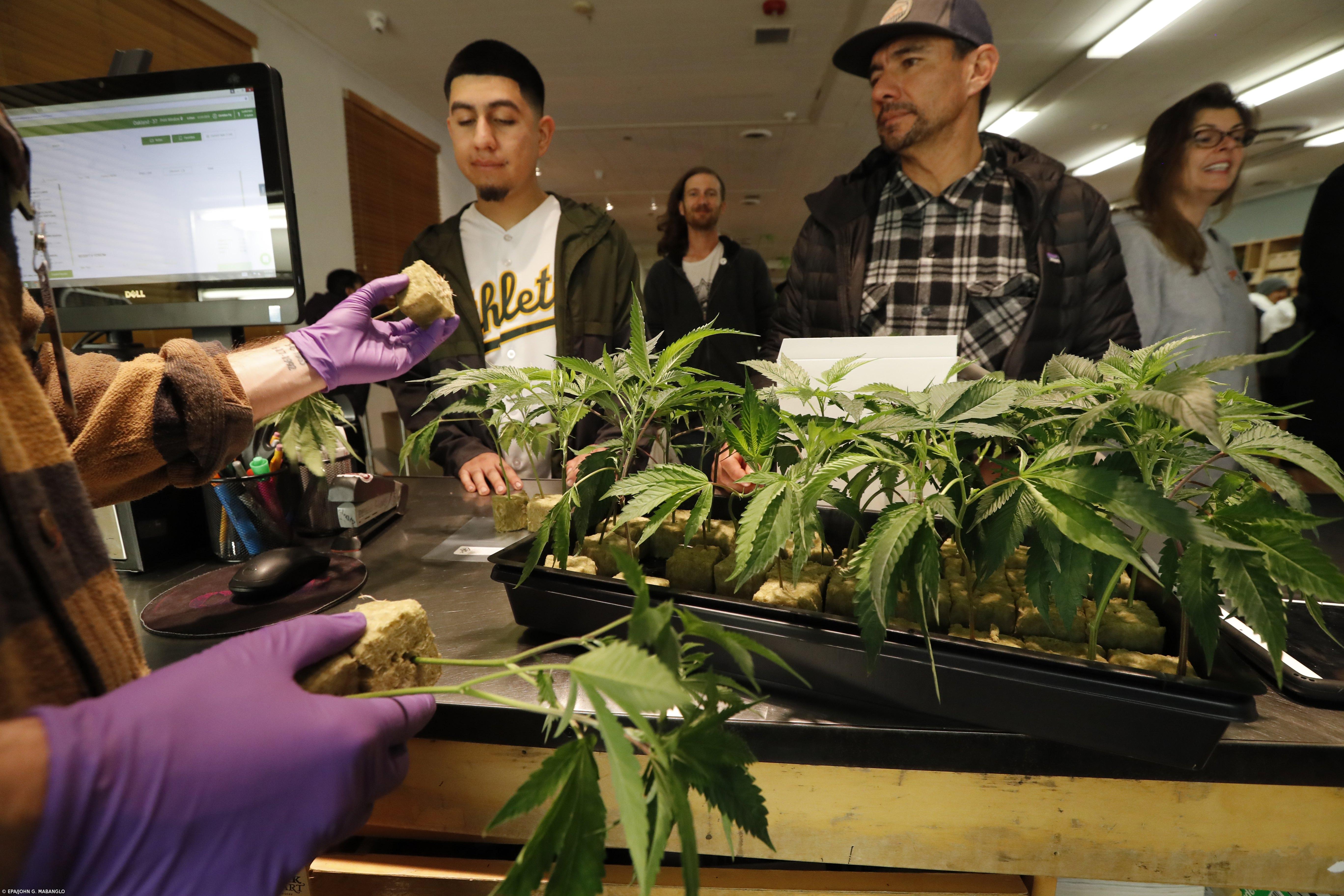 Farmacêutica investe 10 ME em Vila de Rei para produzir medicamentos de canábis – Imagem 1