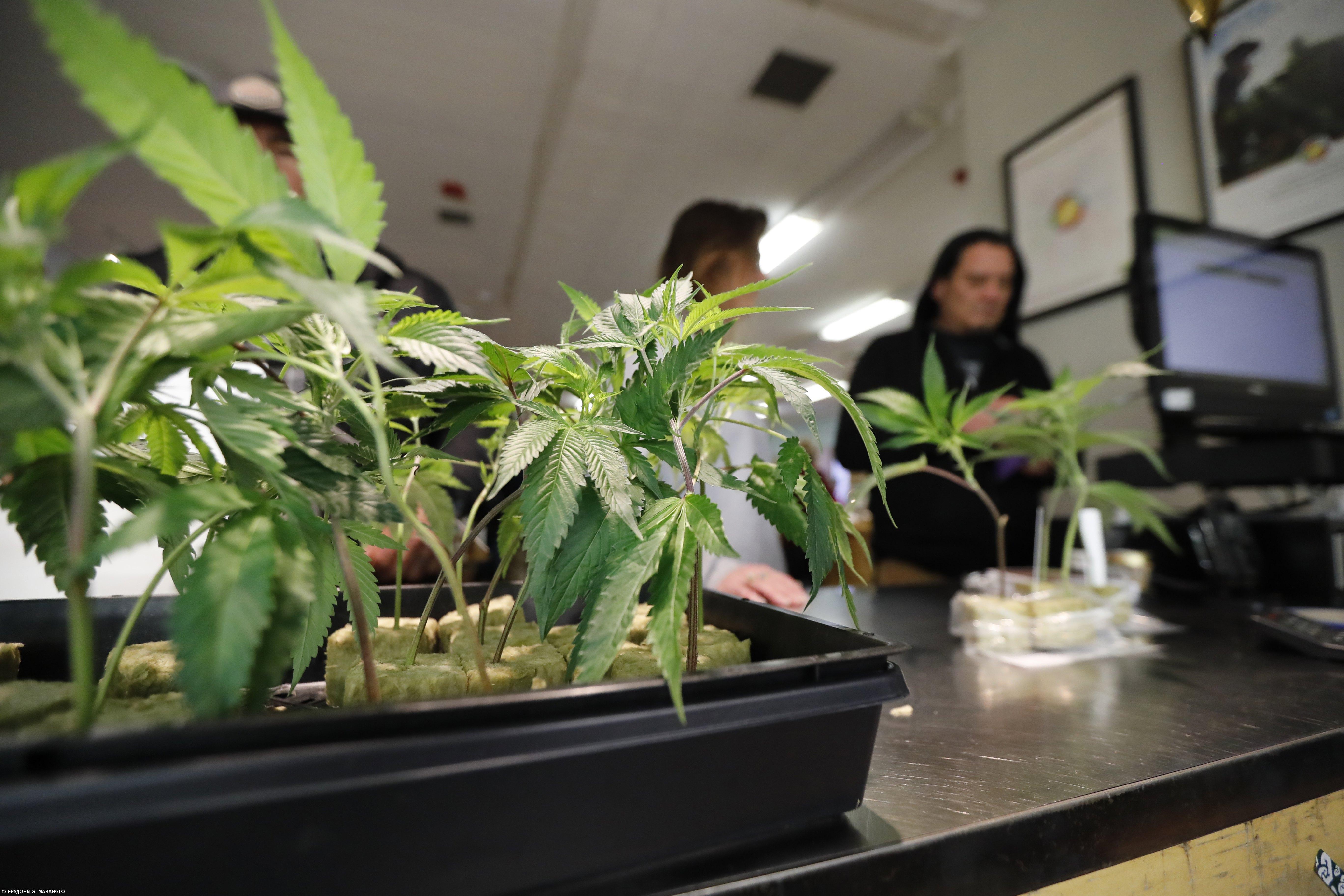 Empresa que produz canábis em Portugal com acordo para exportar para a Alemanha – Imagem 1