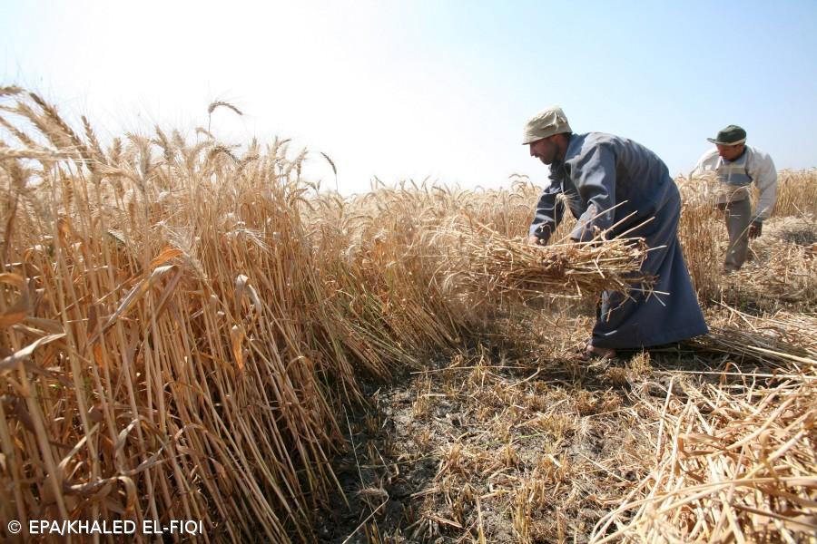 Preço dos cereais aumentou 76 por cento num ano  – Imagem 1