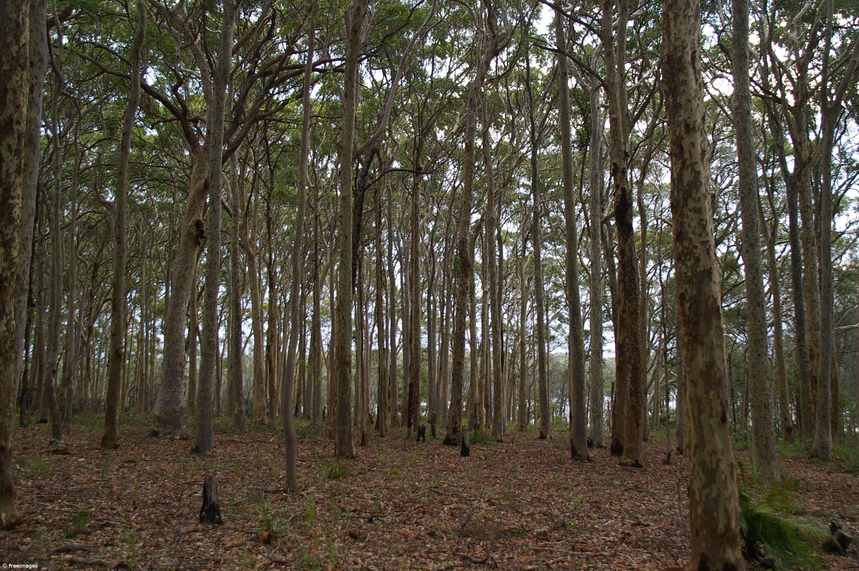 Ambientalistas repudiam intenção do Governo em aumentar área para plantação de eucalipto – Imagem 1