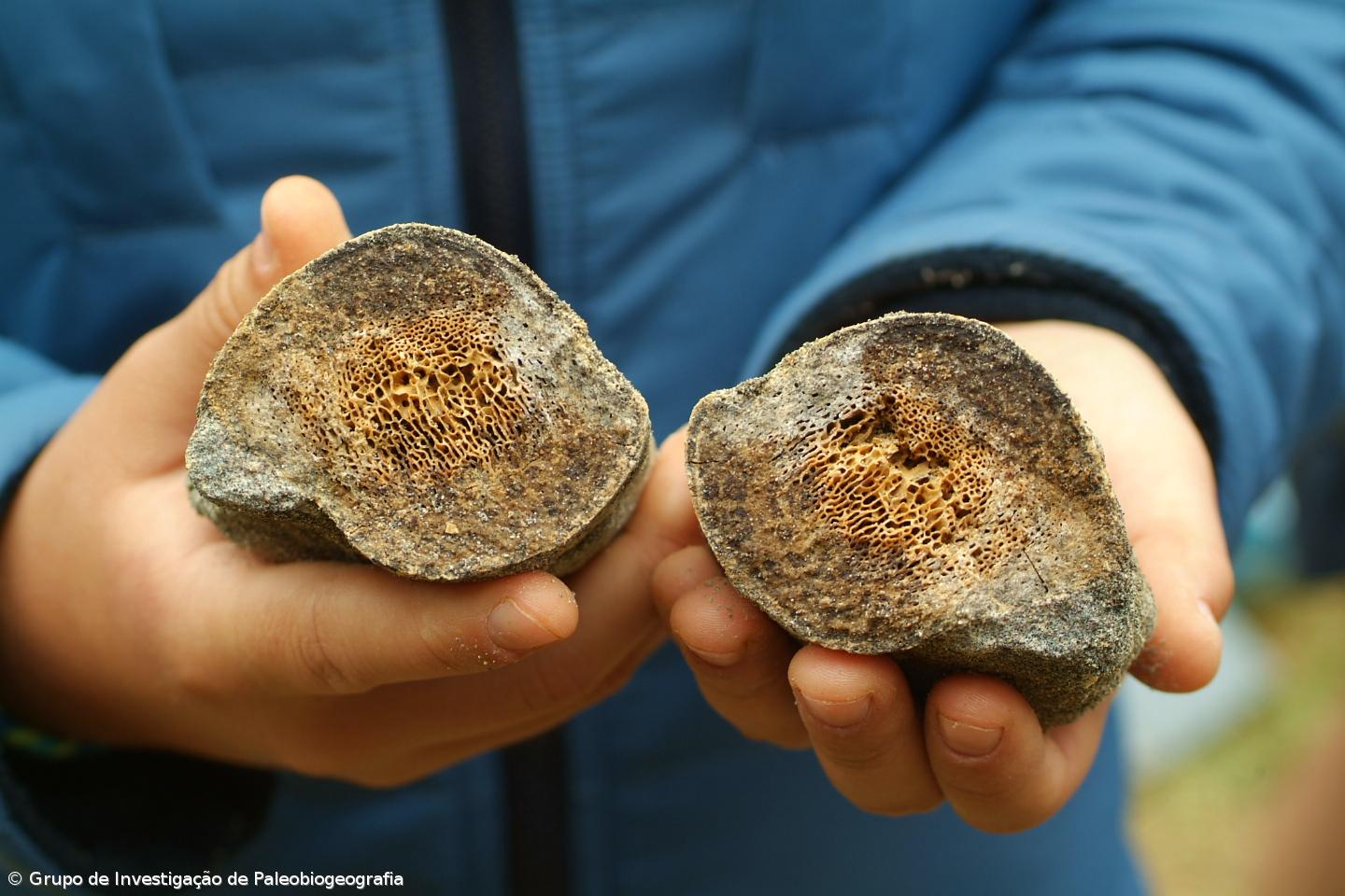 Fósseis da ilha de Santa Maria inspiram novo doce açoriano – Imagem 1