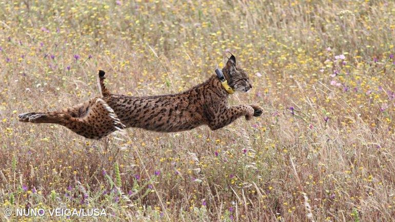 ICNF destaca esforço pela preservação do lince ibérico e de outras espécies ameaçadas – Imagem 1