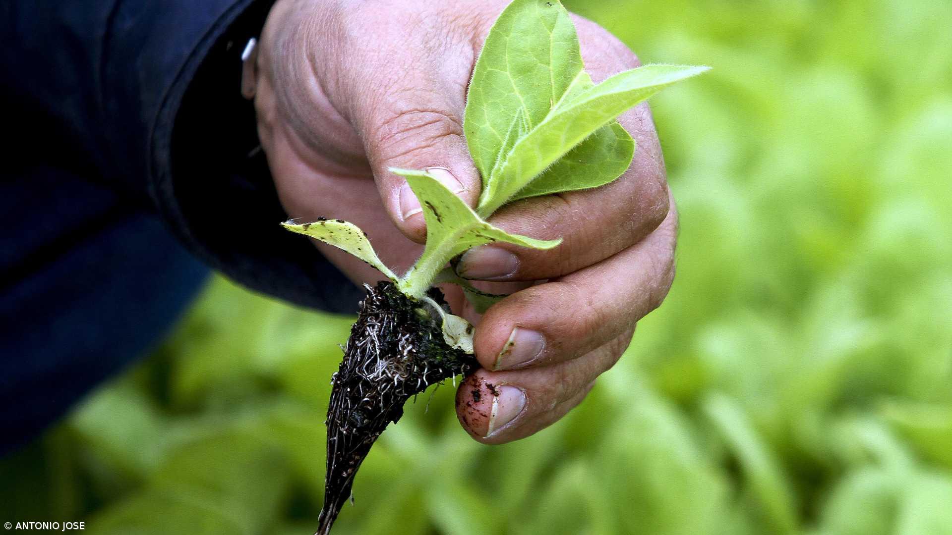 Governo lança nova linha de 190ME para apoiar projetos agrícolas – Imagem 1