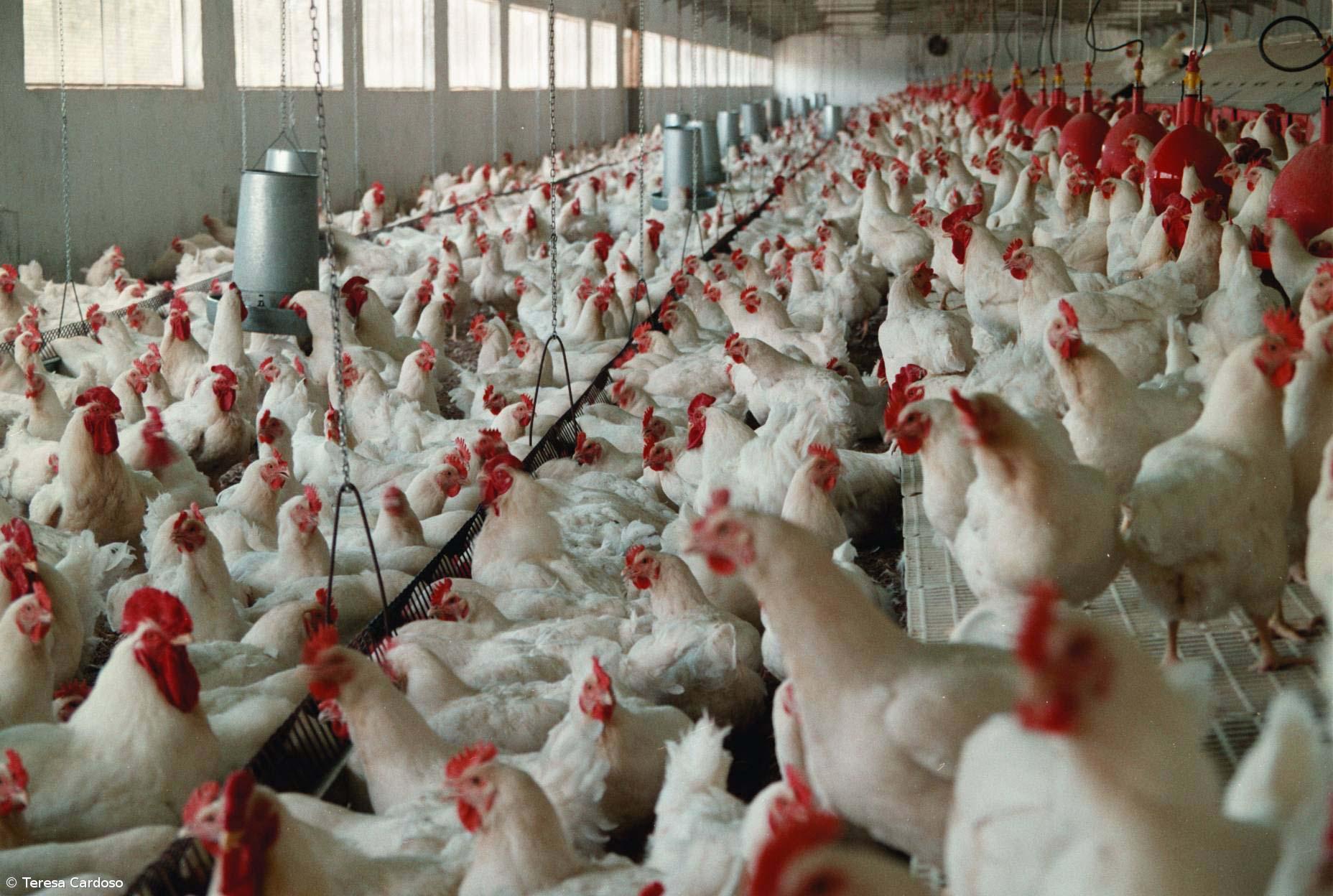 Criadores obrigados a registar galinhas poedeiras até ao final do mês – Imagem 1