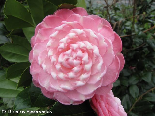 Exposição de Camélias na freguesia de Santa Bárbara – Imagem 1