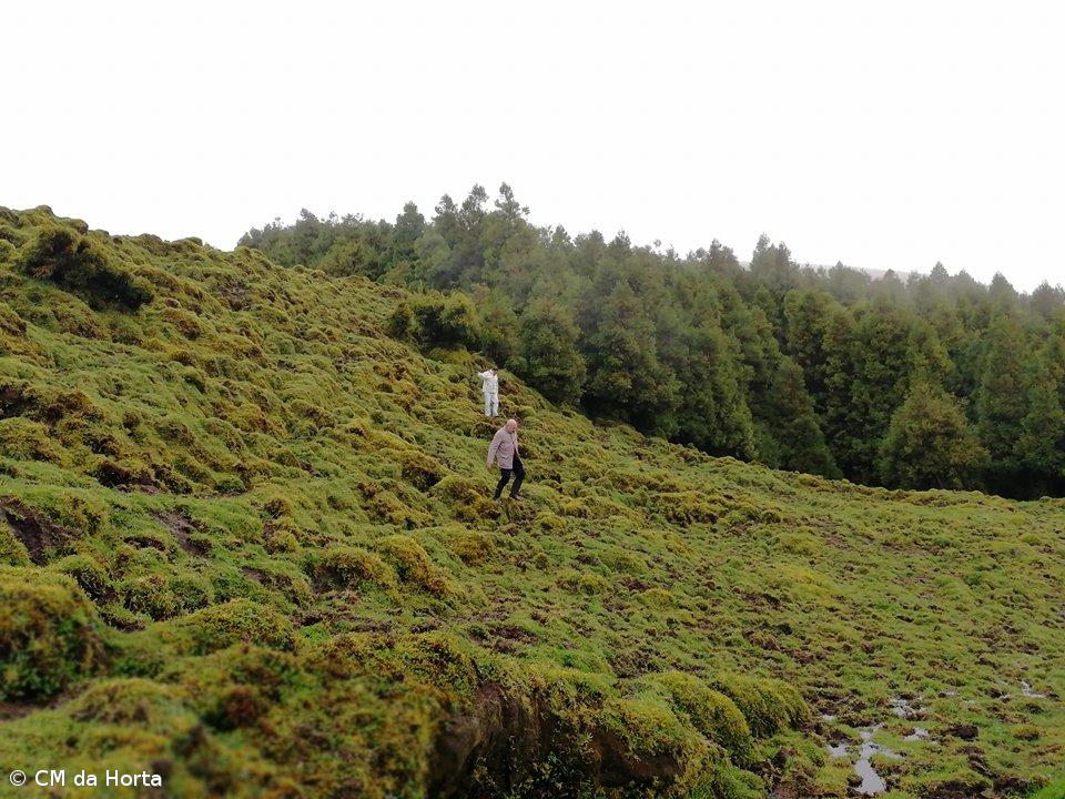 Câmara quer combater abandono de animais na Horta – Imagem 1