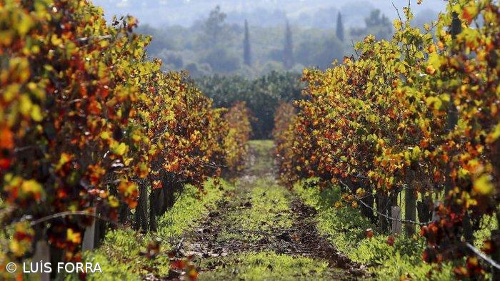 Governo ajusta regras dos apoios à vinicultura para garantir maior eficiência fiinanceira – Imagem 1