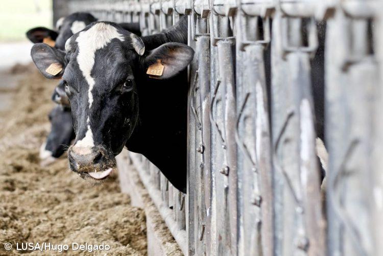 Leite sem grandes aumentos em janeiro mas resto do ano ainda é incógnita – Imagem 1