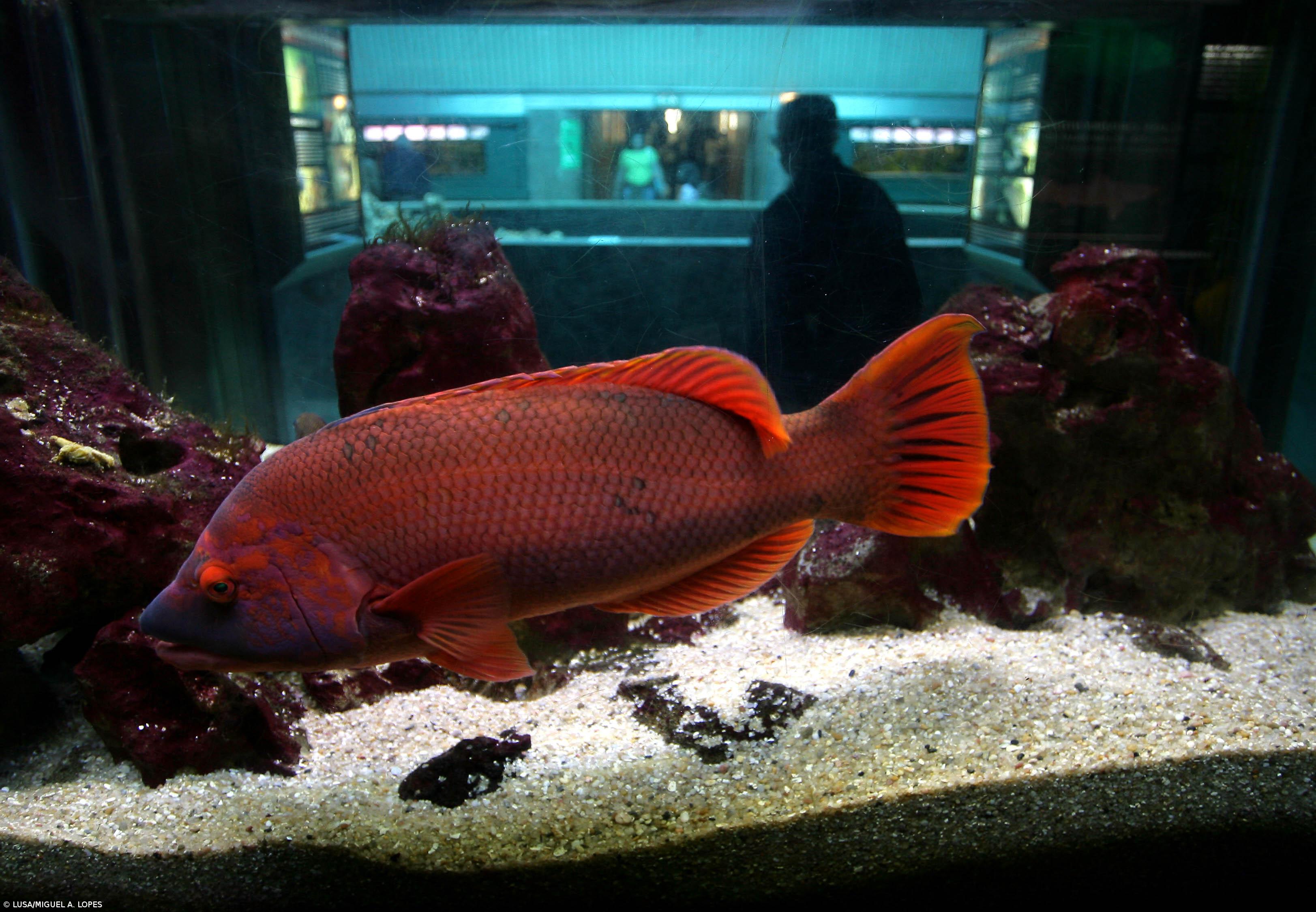 Aquário Vasco da Gama devolve ao meio natural peixes em risco de extinção – Imagem 1