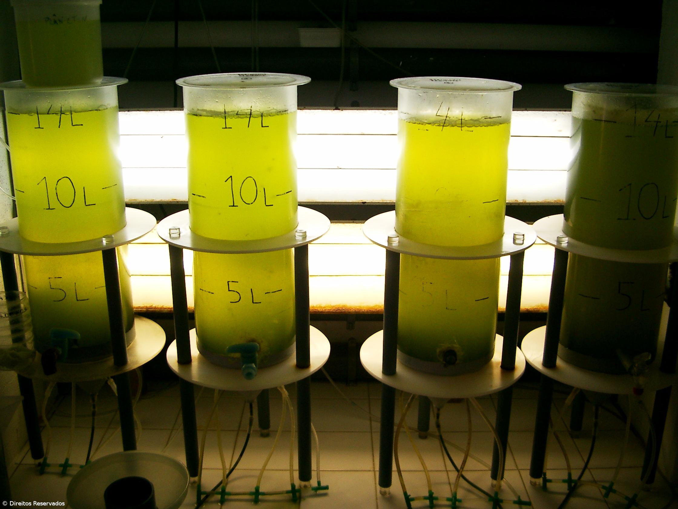 Microalgas podem ser fonte alternativa de ómega-3 – Imagem 1