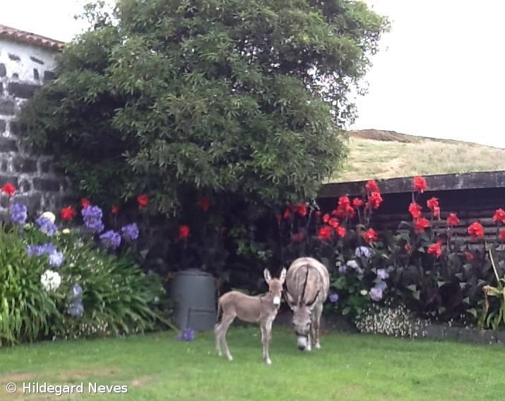 MiratecArts desafia fotógrafos a registarem burros anões – Imagem 1