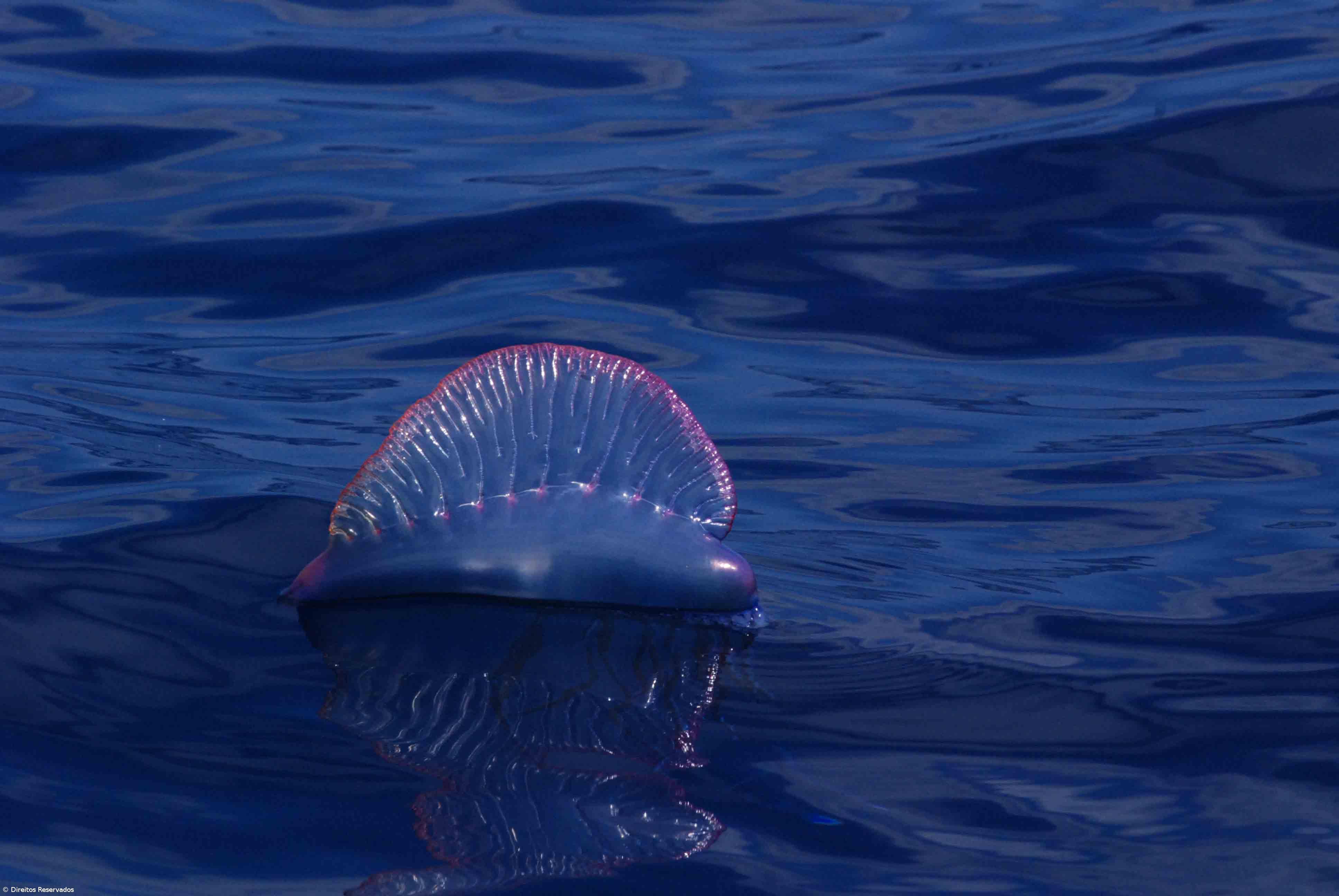 IPMA alerta para caravelas-portuguesas avistadas em praias dos Açores e do continente – Imagem 1