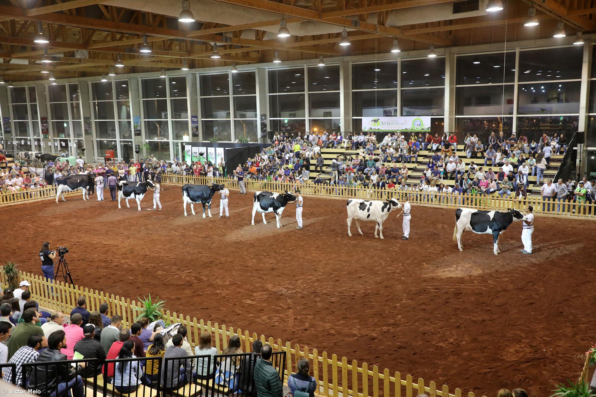 V Concurso Holstein Frísia de Outono conta com cerca de 190 animais – Imagem 1