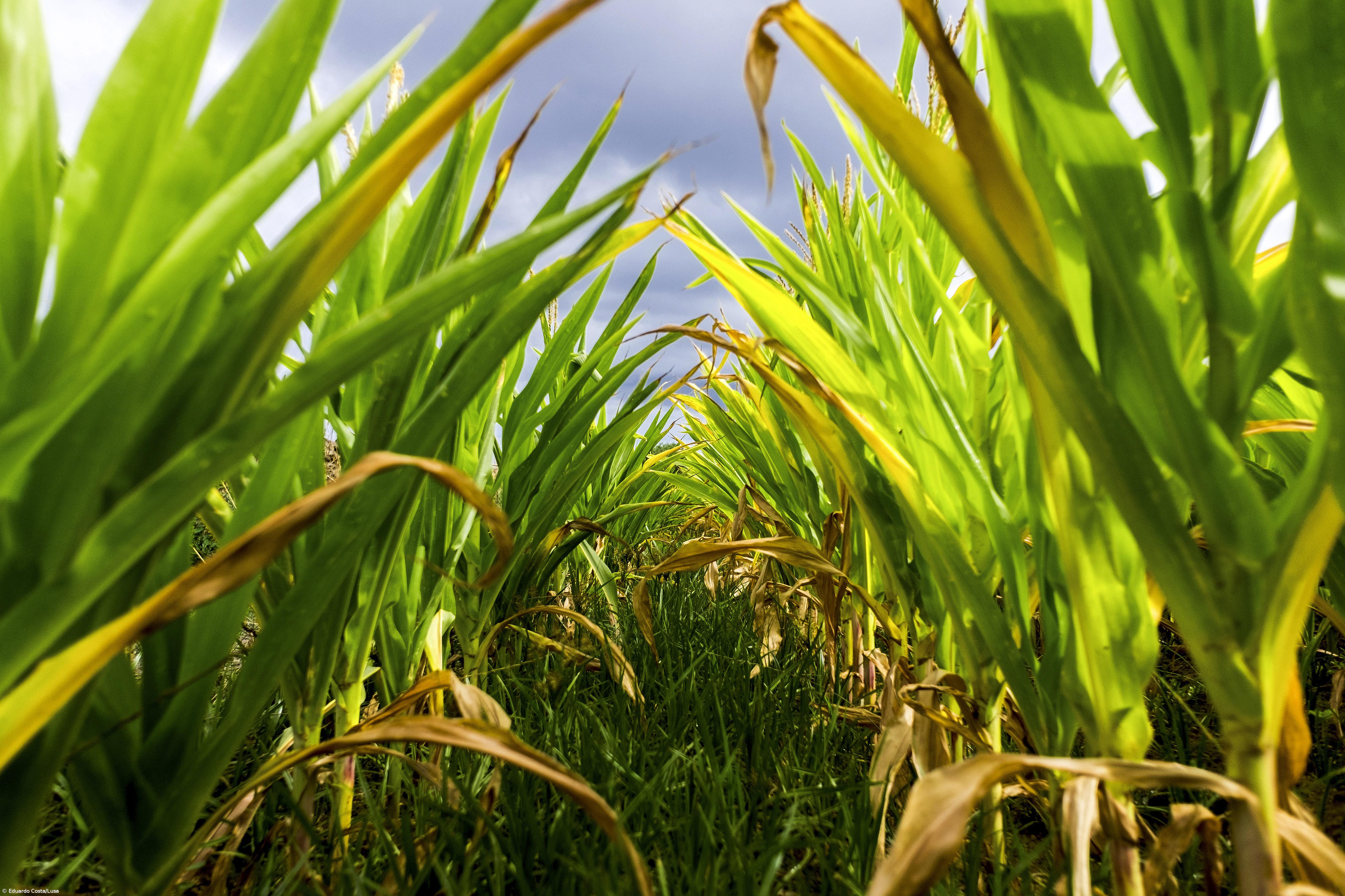Seca na ilha de São Miguel leva agricultores a ponderar redução de explorações – Imagem 3