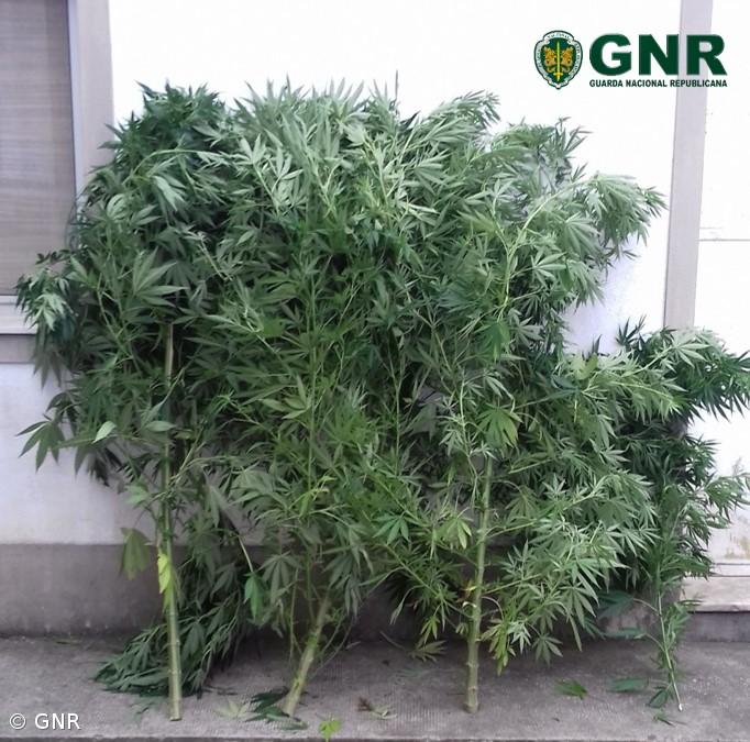 Homem detido na Ribeira Grande na posse de três plantas de cannabis – Imagem 1