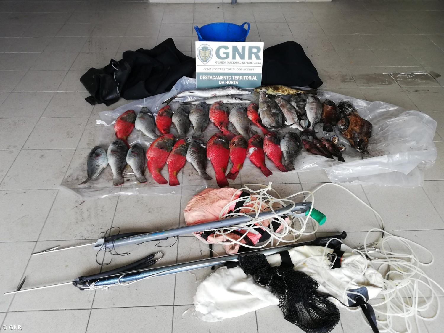 Cerca de 37 quilos de pescado e material de mergulho apreendidos no Faial – Imagem 1