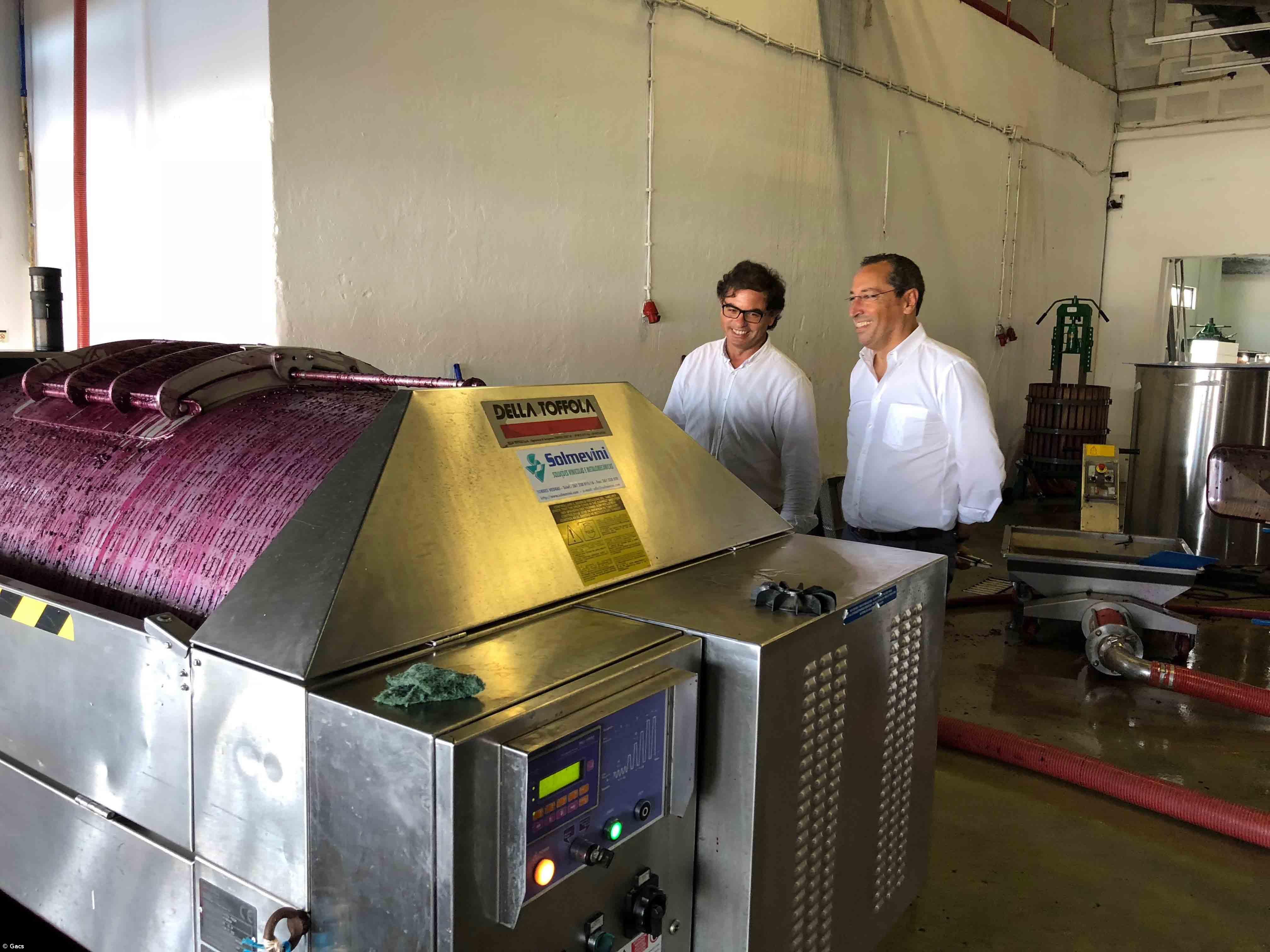 Vindimas com resultados "extraordinários" na ilha do Pico  – Imagem 1