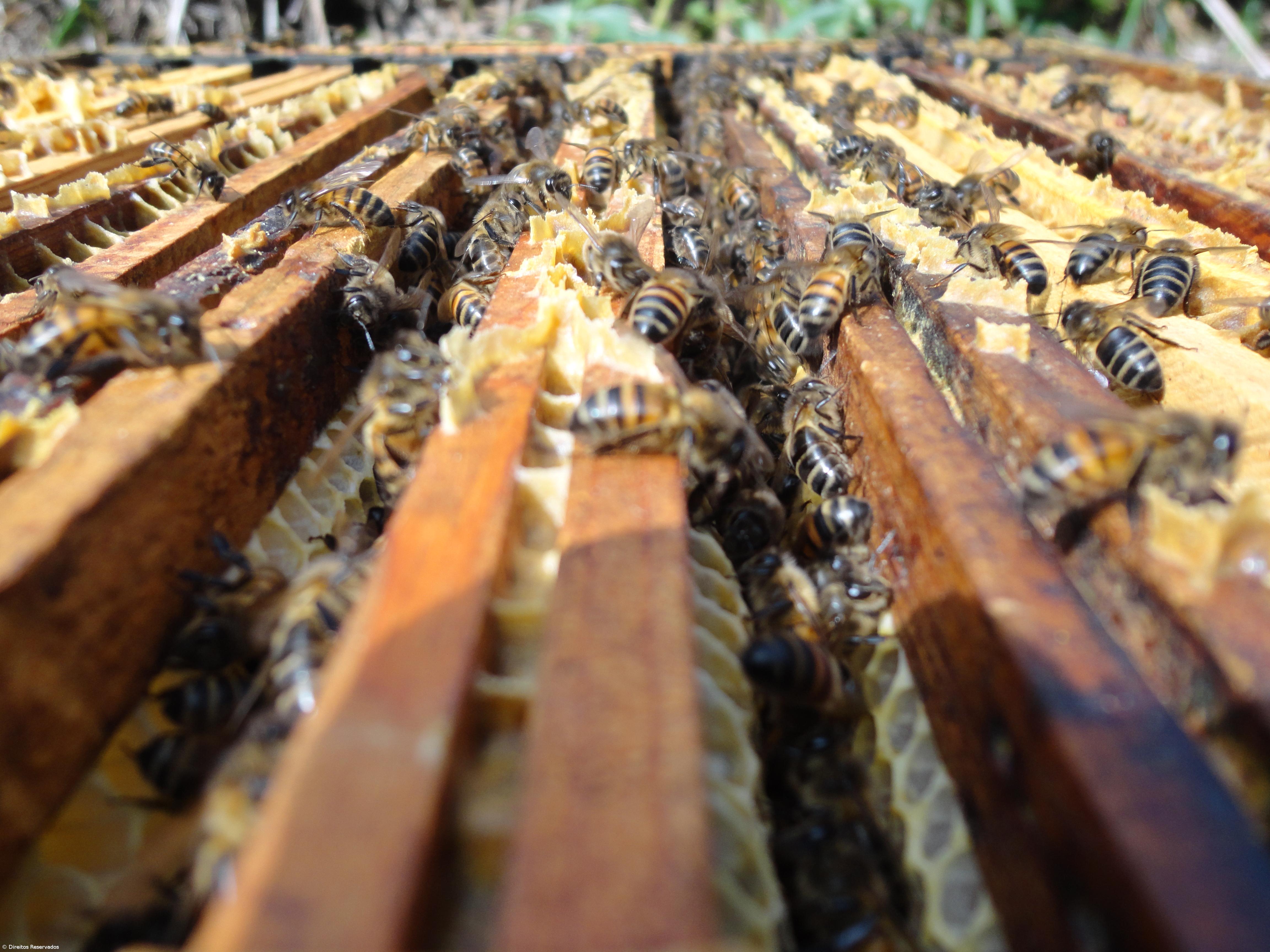 Mel contaminado com fitofármacos está a ser vendido no arquipélago – Imagem 1