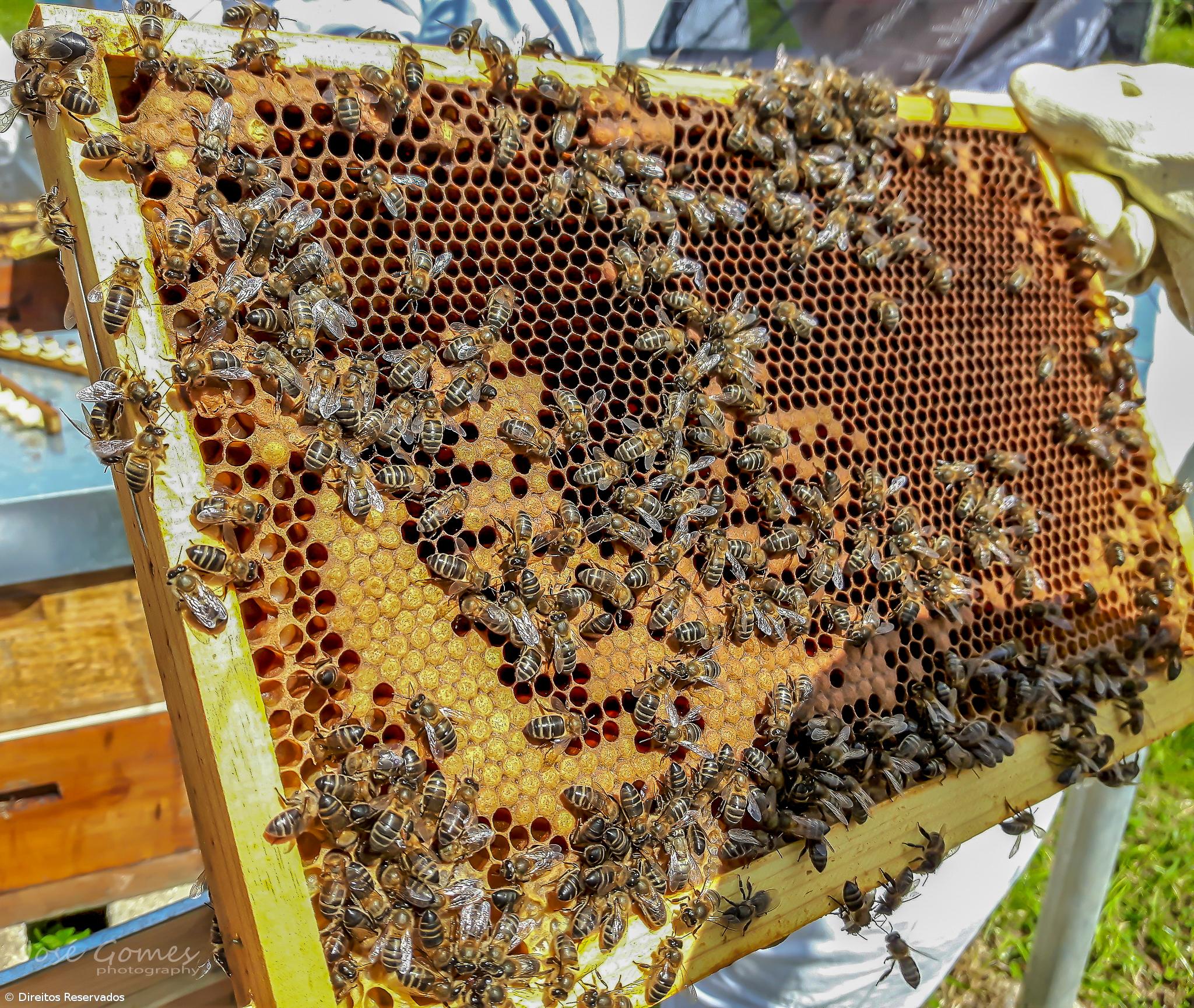 Governo garante que mel dos Açores não se encontra contaminado – Imagem 1