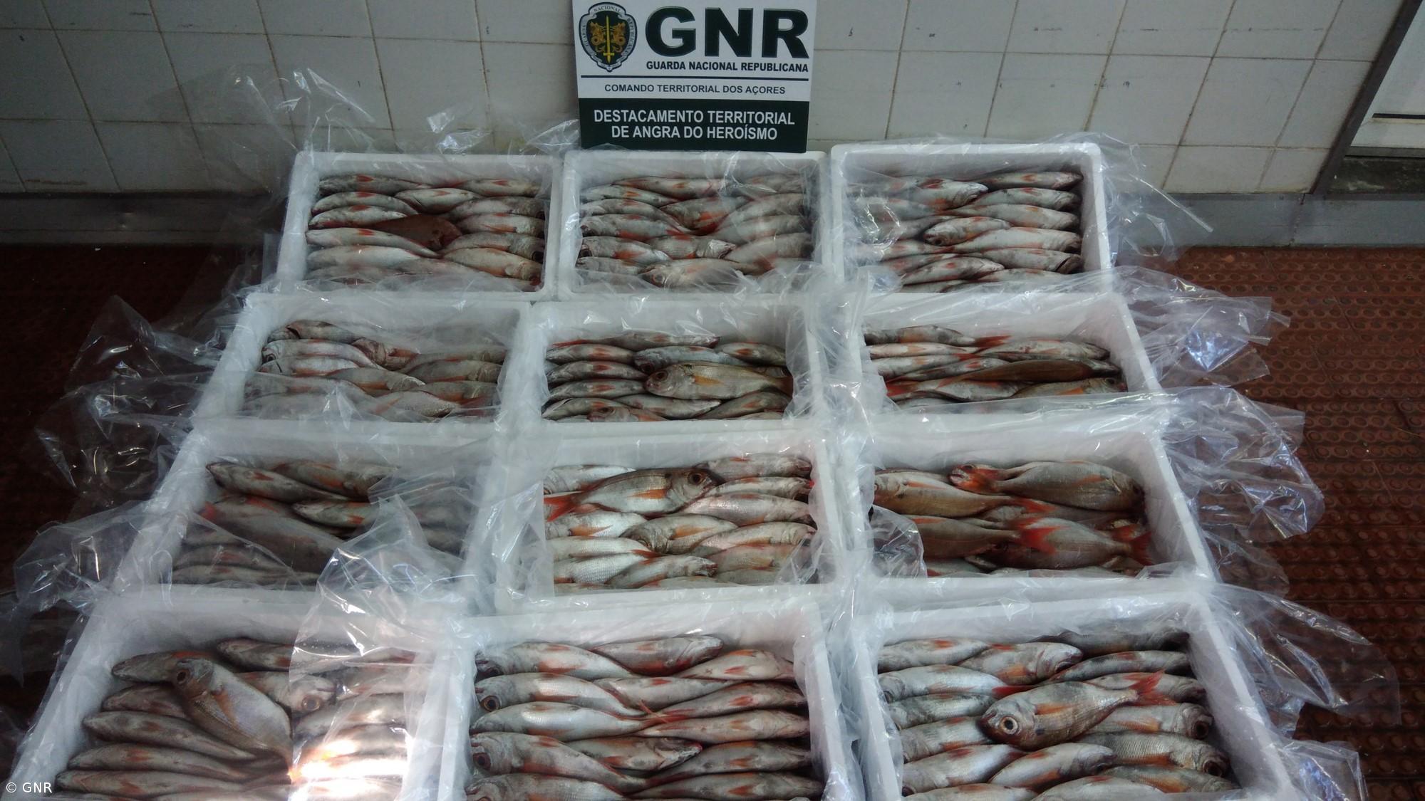 GNR apreende pescado na Praia da Vitória – Imagem 1