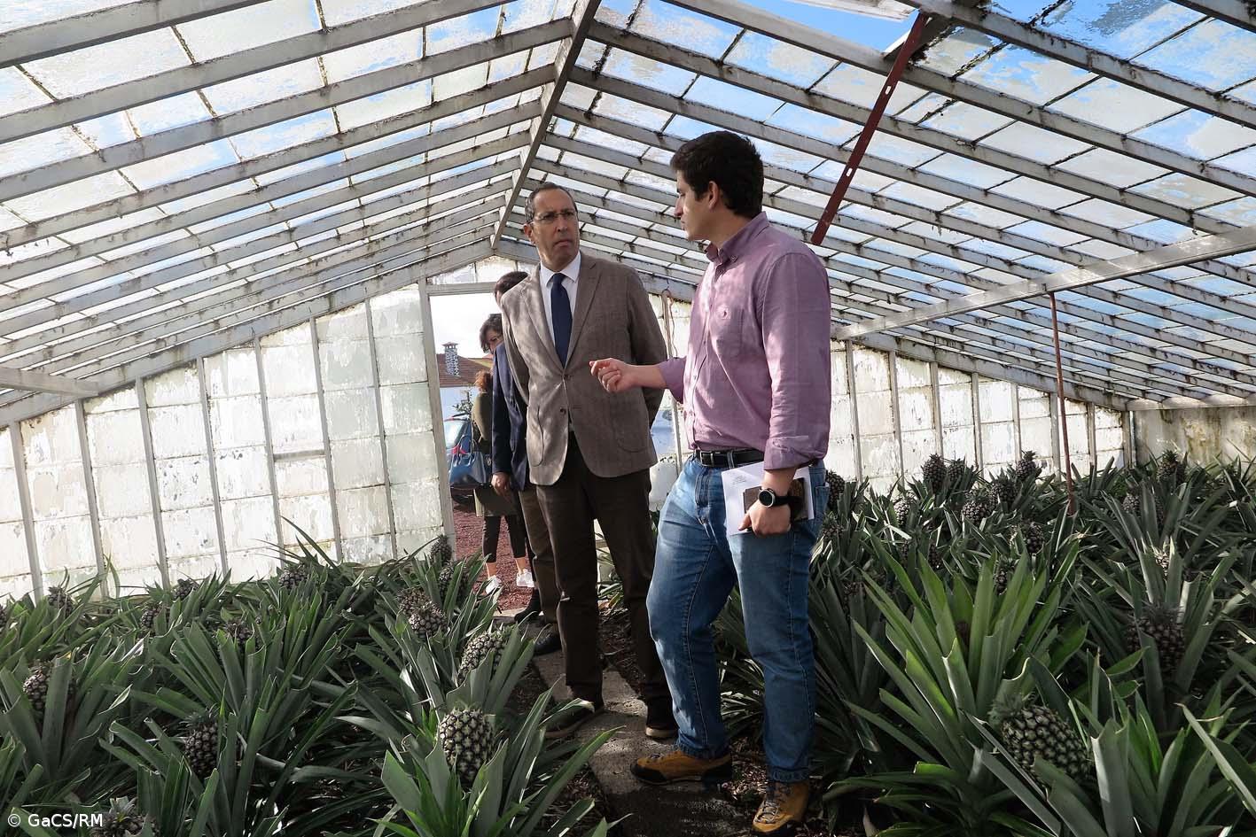 Governo admite estudar aposta em maior exportação de ananás – Imagem 1