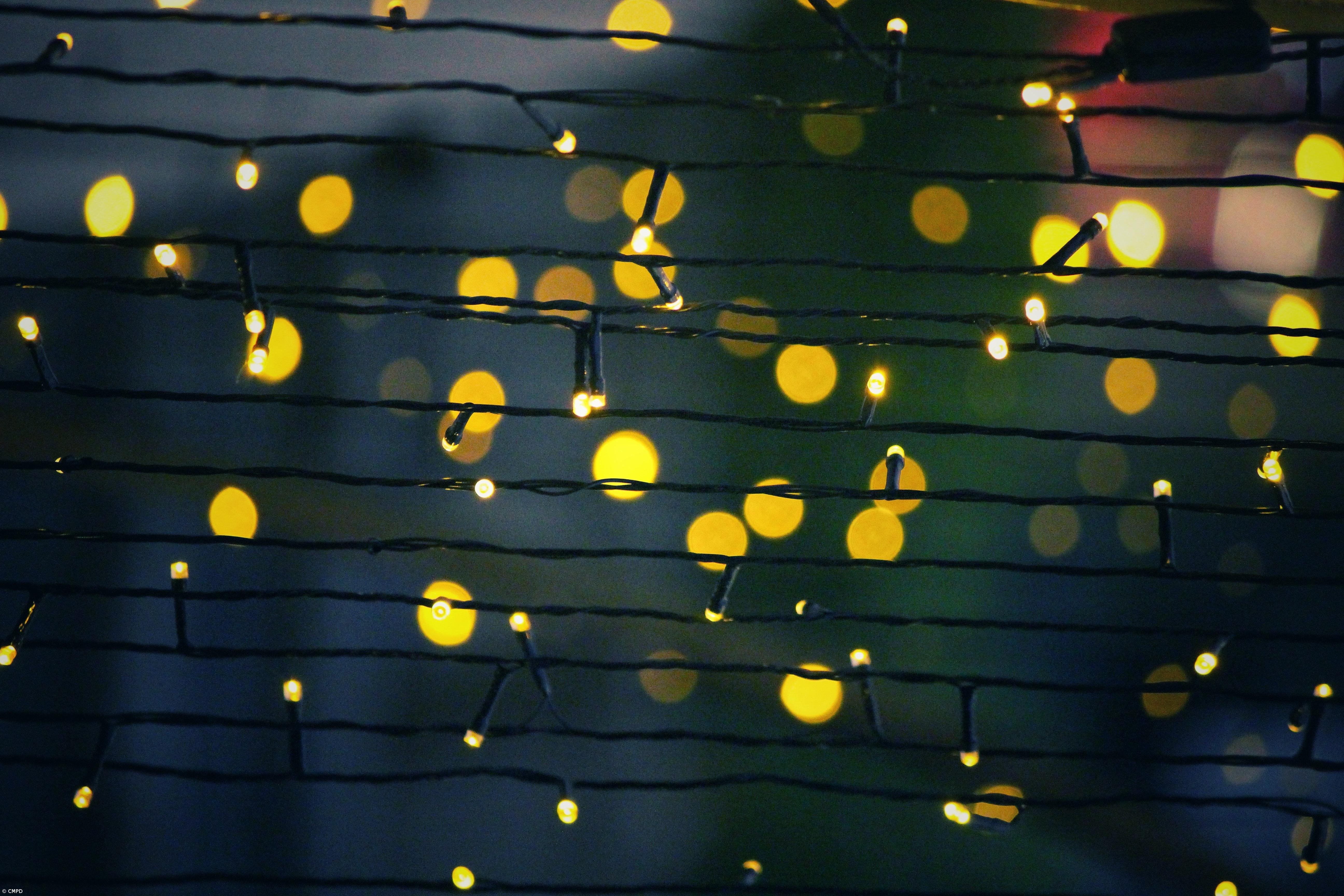 Ponta Delgada inaugura a maior árvore de Natal dos Açores já esta sexta-feira – Imagem 1