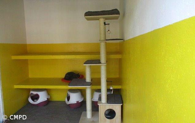 Centro de Recolha Oficial melhora condições para acolher animais – Imagem 1