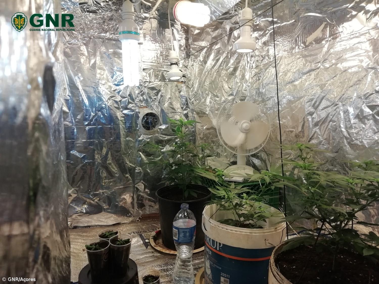 Detido homem por tráfico de estupefacientes na Horta – Imagem 2