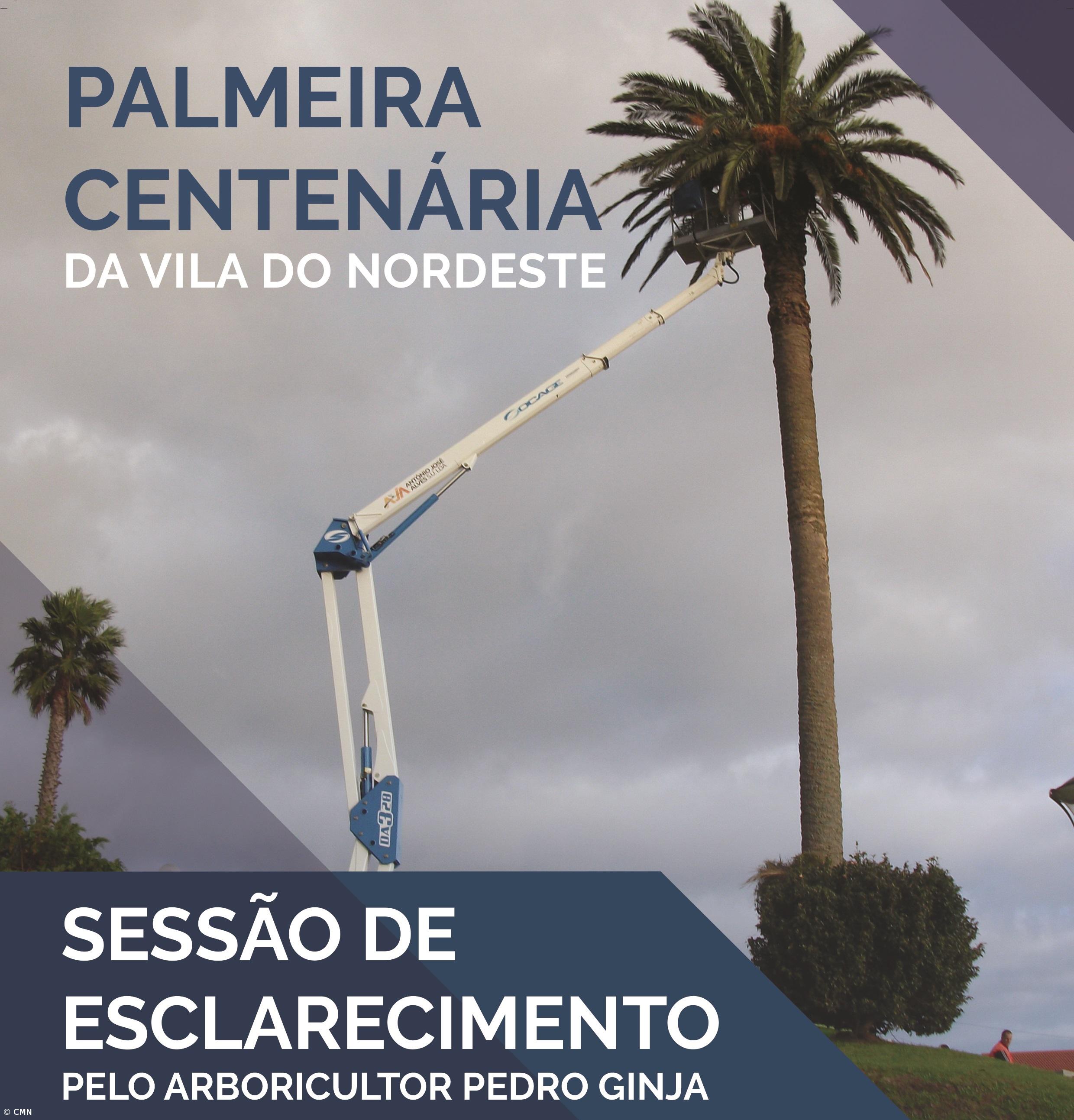 Sessão de Esclarecimento sobre a Palmeira Centenária na Vila de Nordeste – Imagem 1