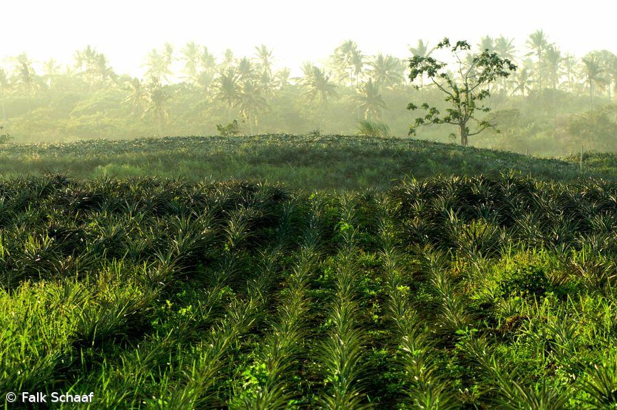Projeto "Vamos à Horta" combate desertificação e promove produtos da terra em Avis – Imagem 1
