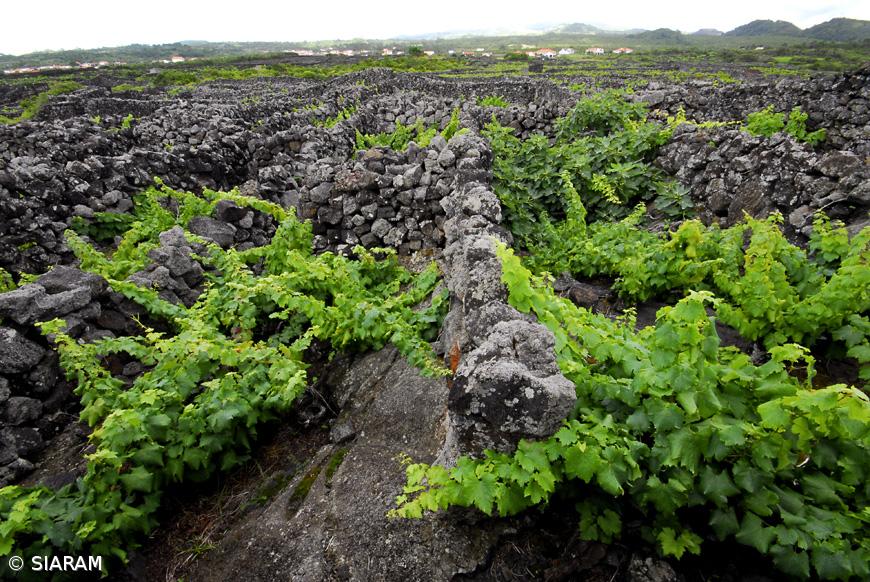 Prémio Nacional de Paisagem distingue vinha do Pico – Imagem 1