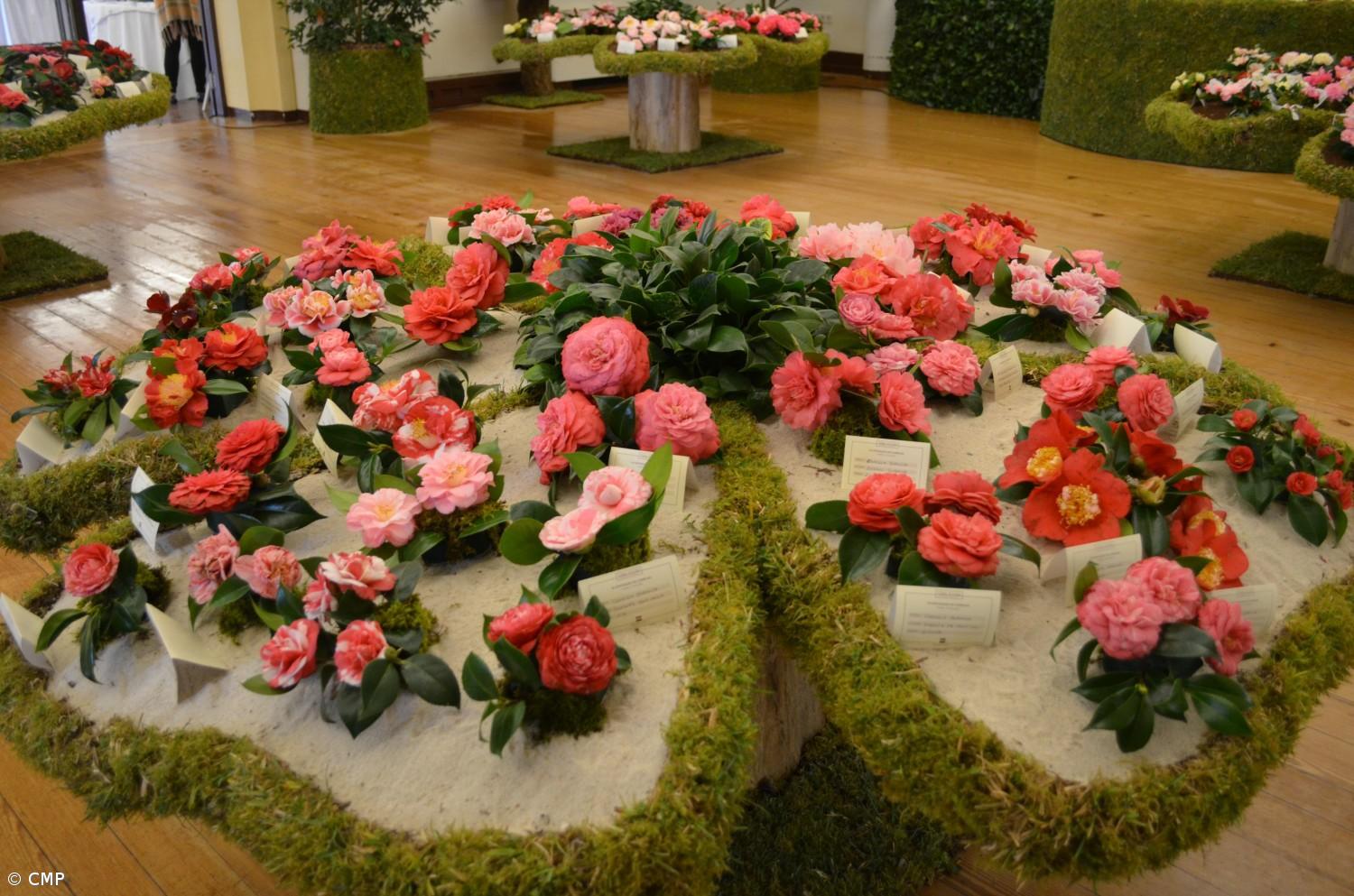 XVII Exposição de Camélias de 23 a 24 de fevereiro nas Furnas – Imagem 1